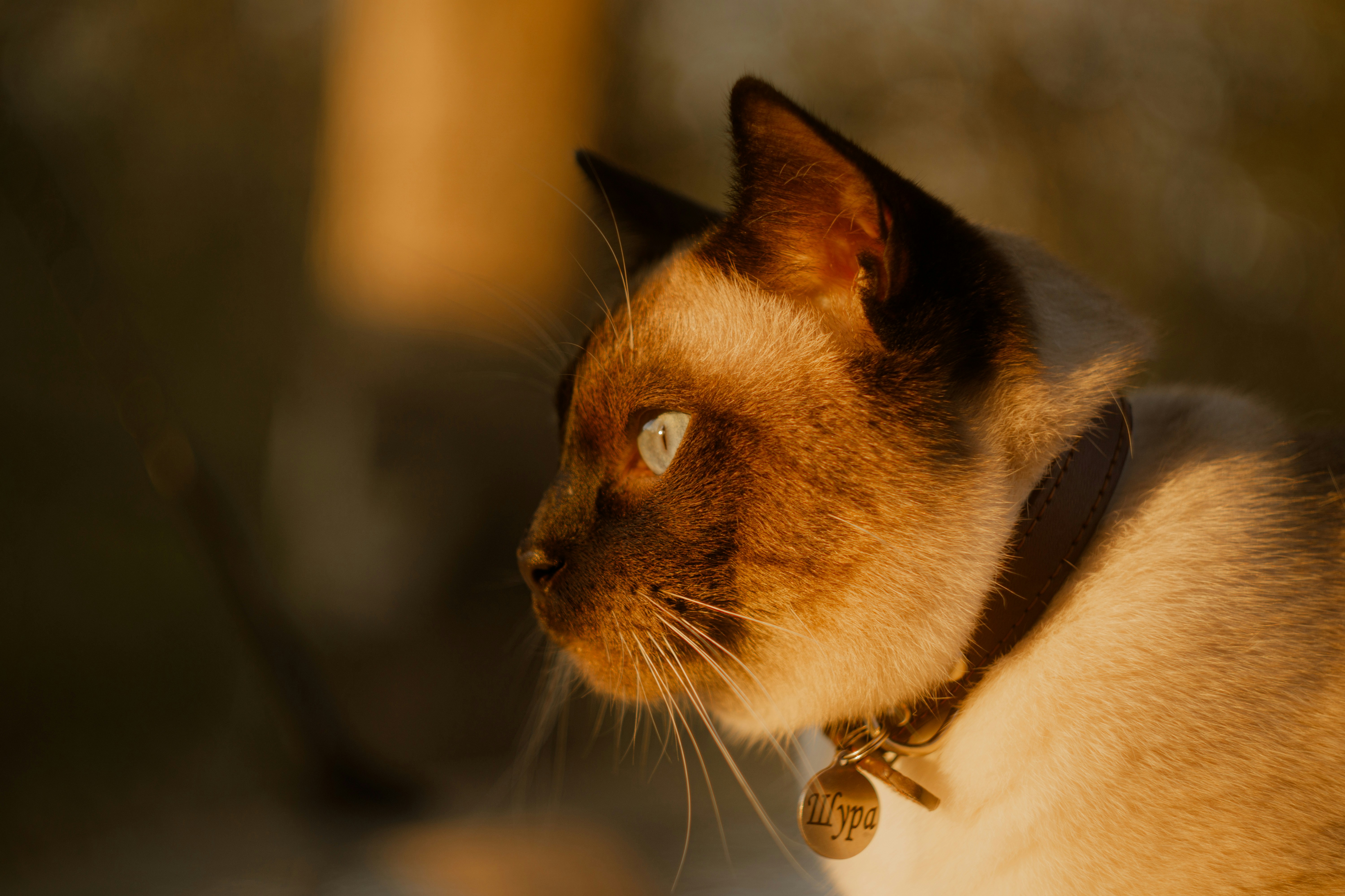 Photo by renzu_melody