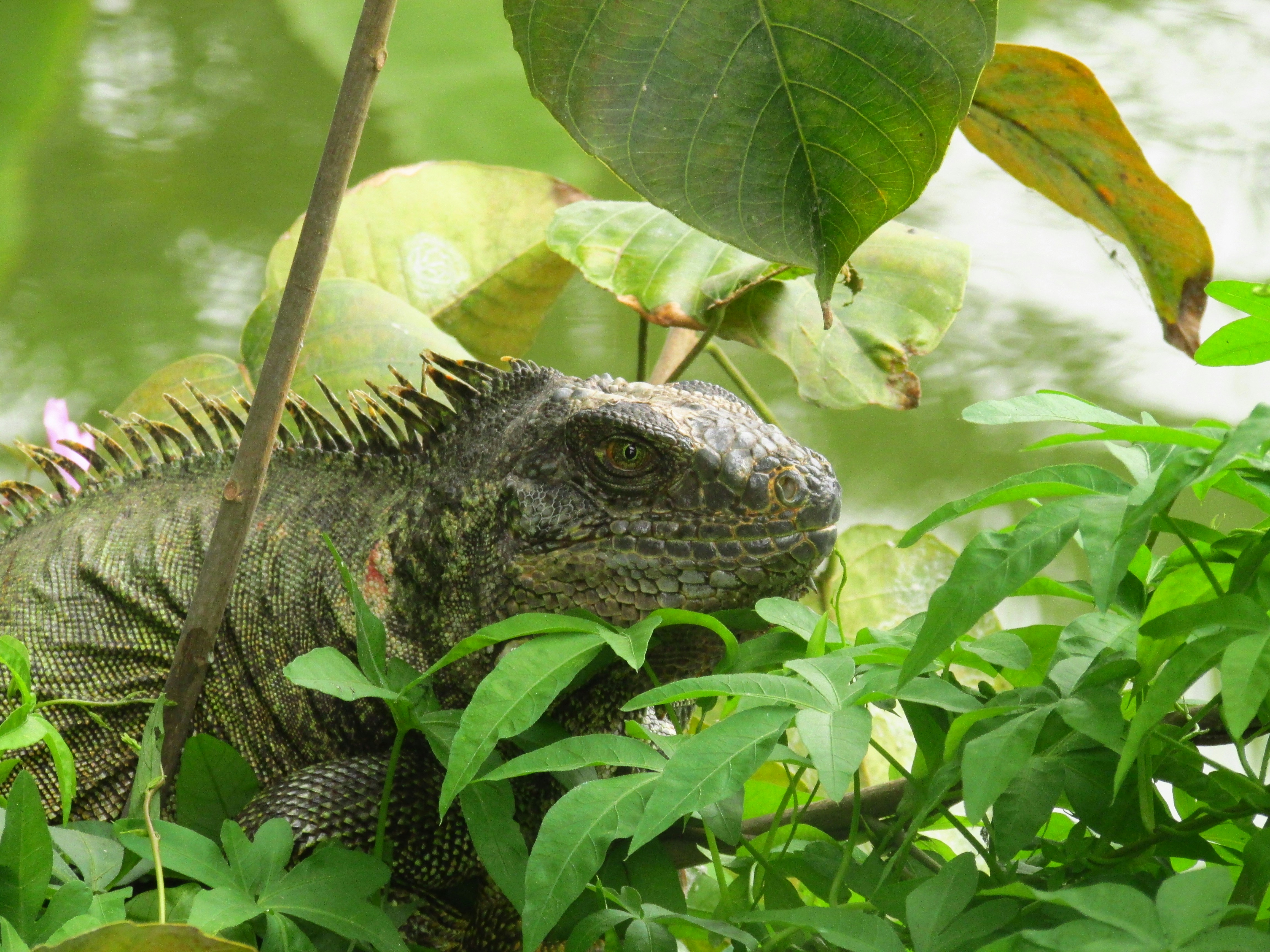 Photo by aldair_ptho