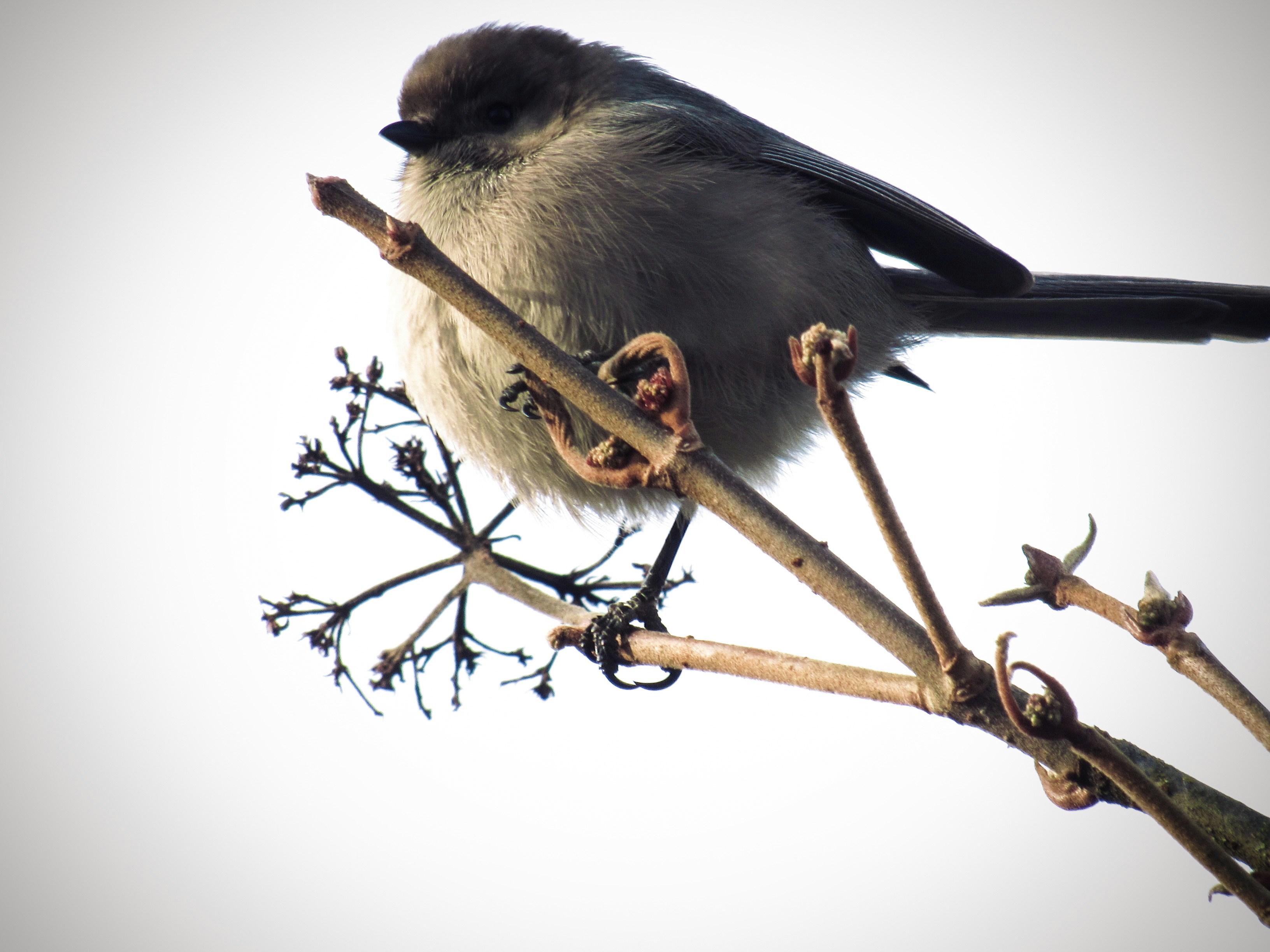 Bird perched peacefully on a slender, dry branch.