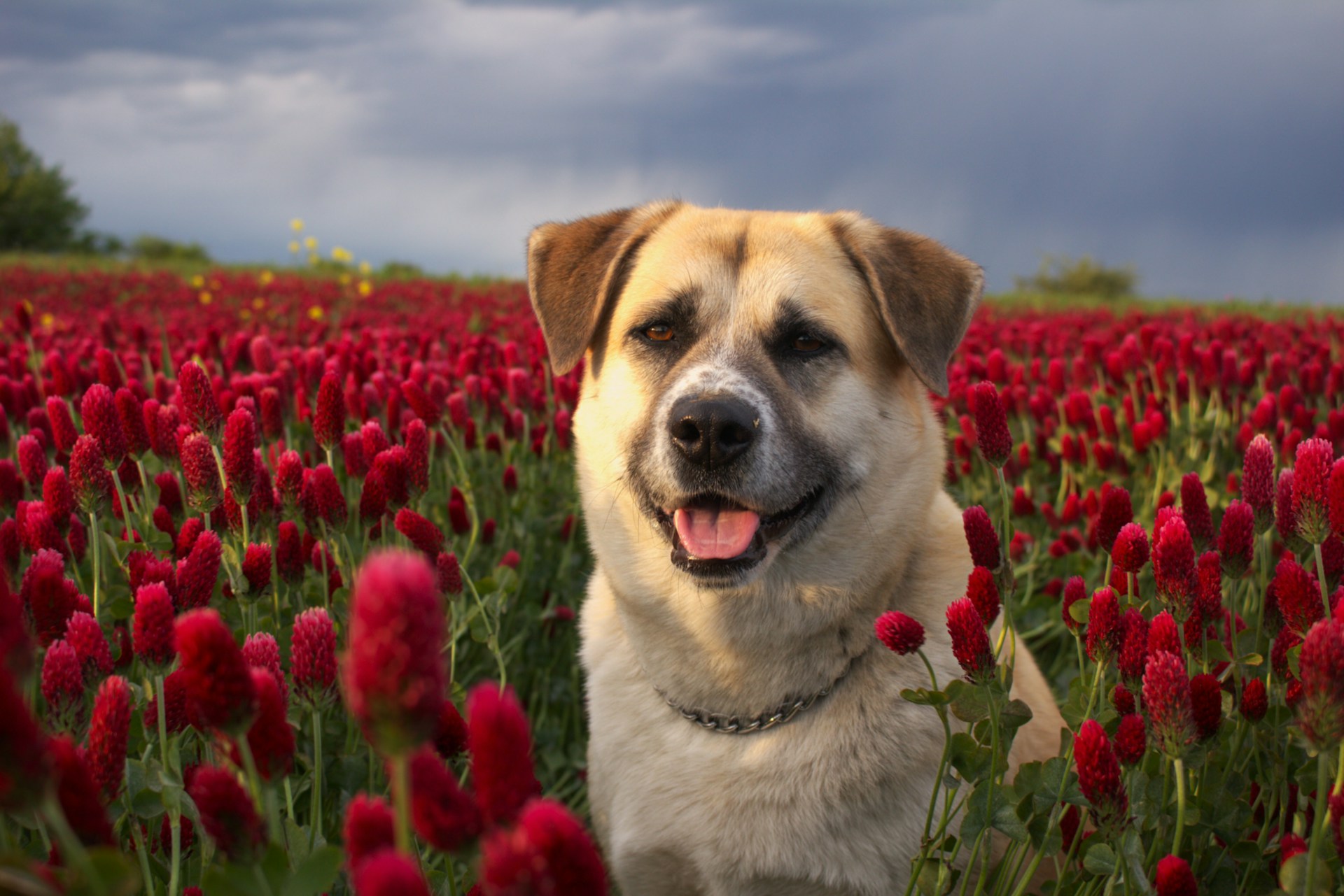A happy dog smiles in a field of flowers.