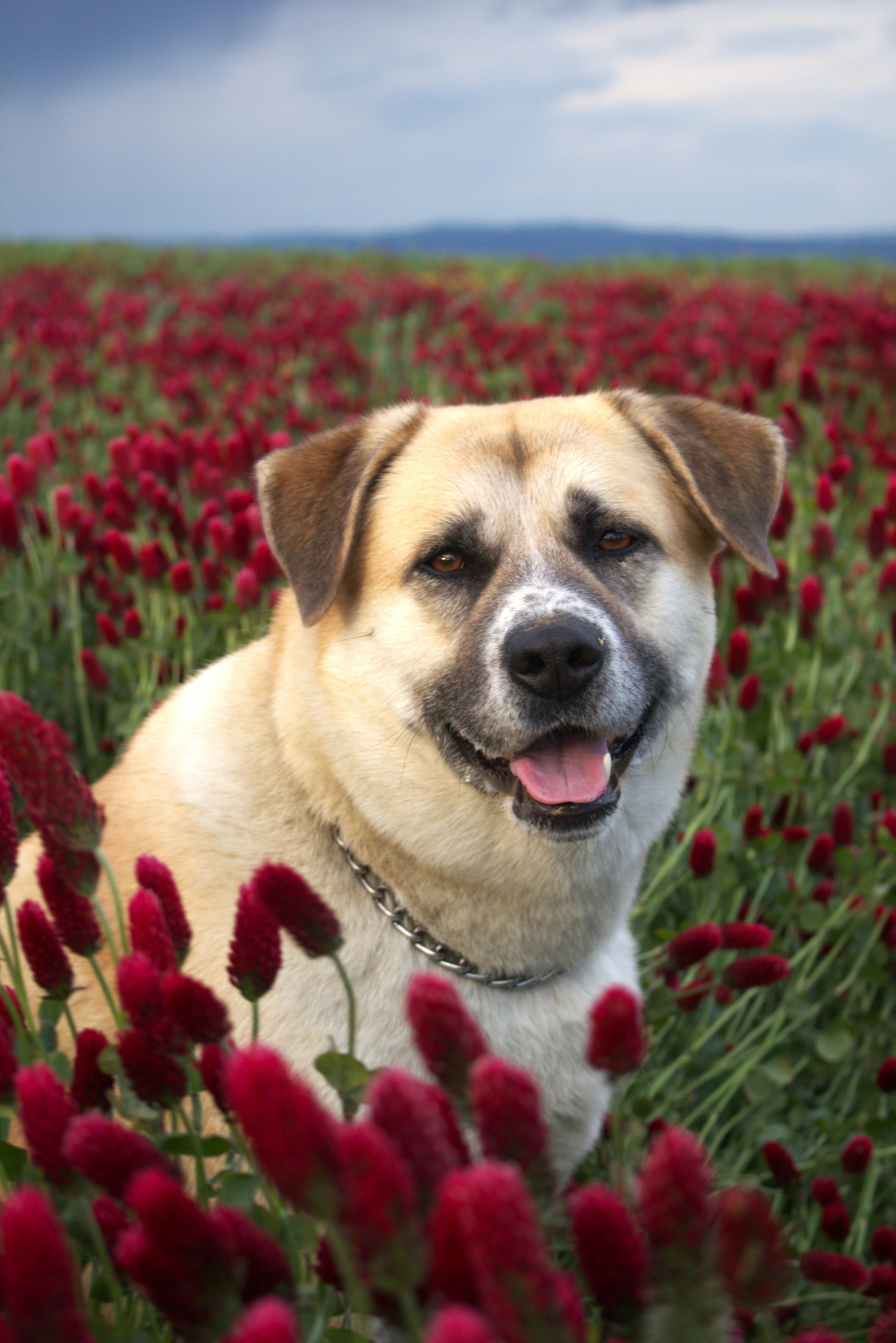 A smiling dog poses in a red flower field.