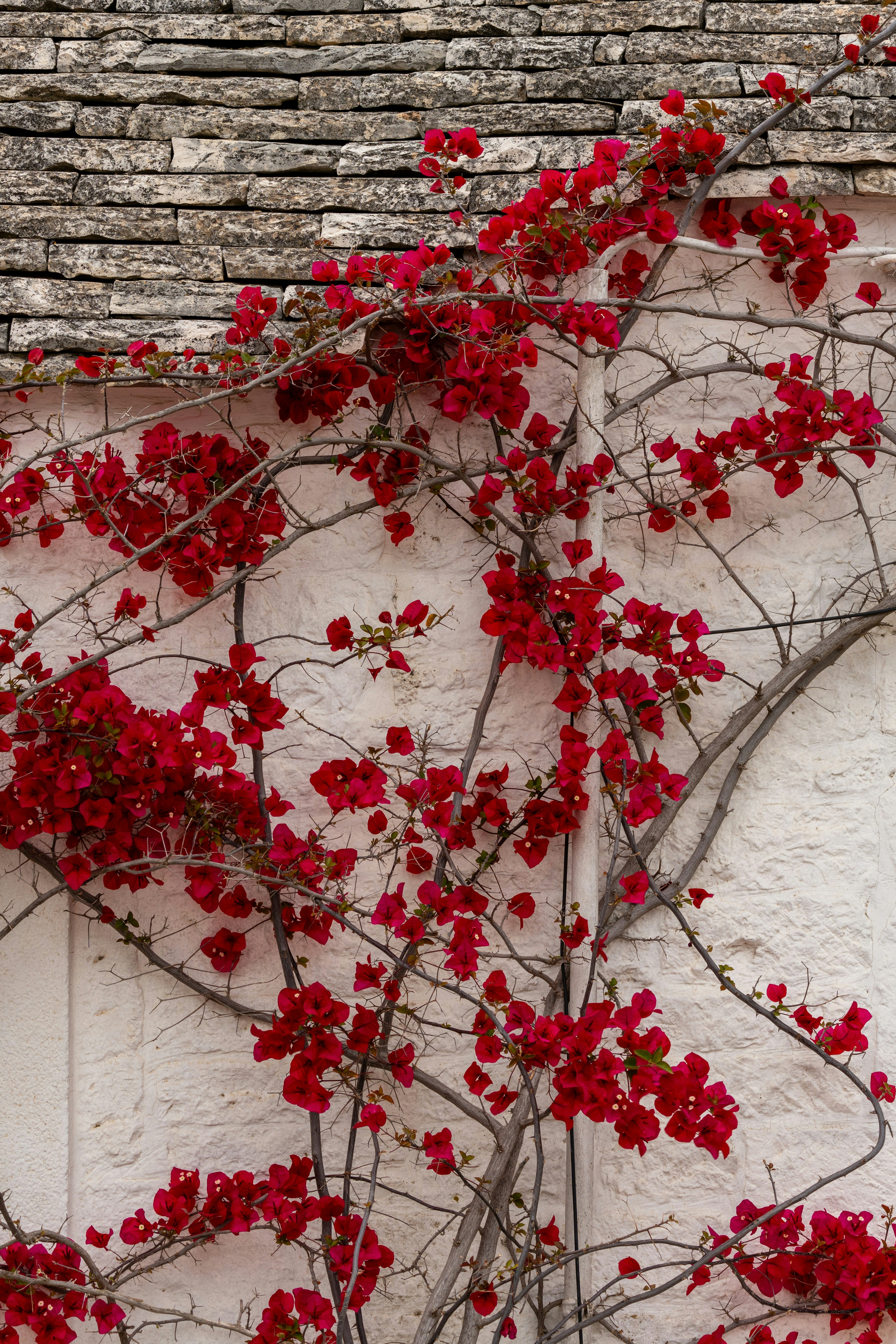 Red flowers climb a wall.