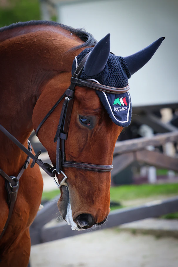 A brown horse is wearing a bridle and bonnet.