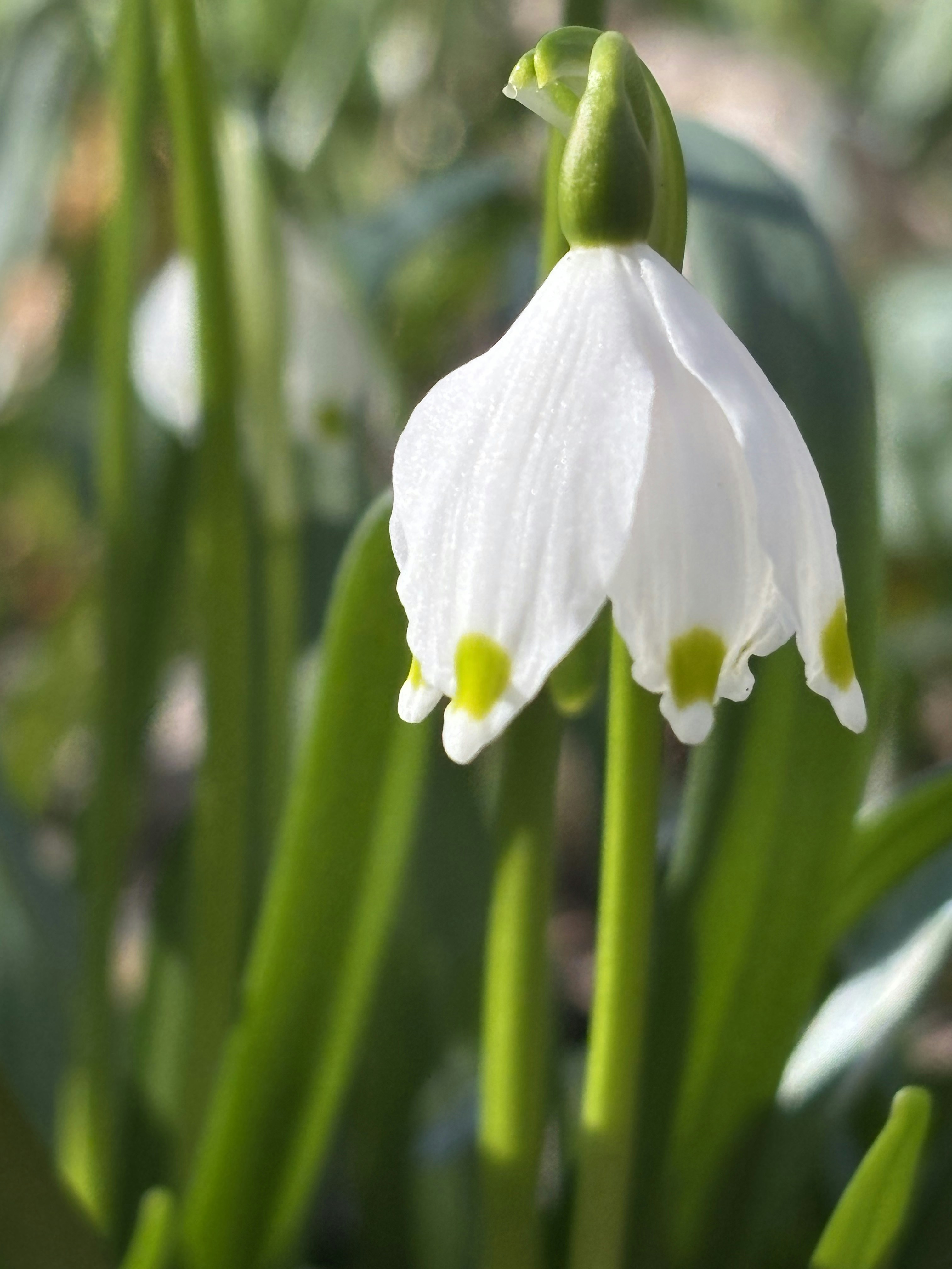 A delicate white flower blooms in the sun.