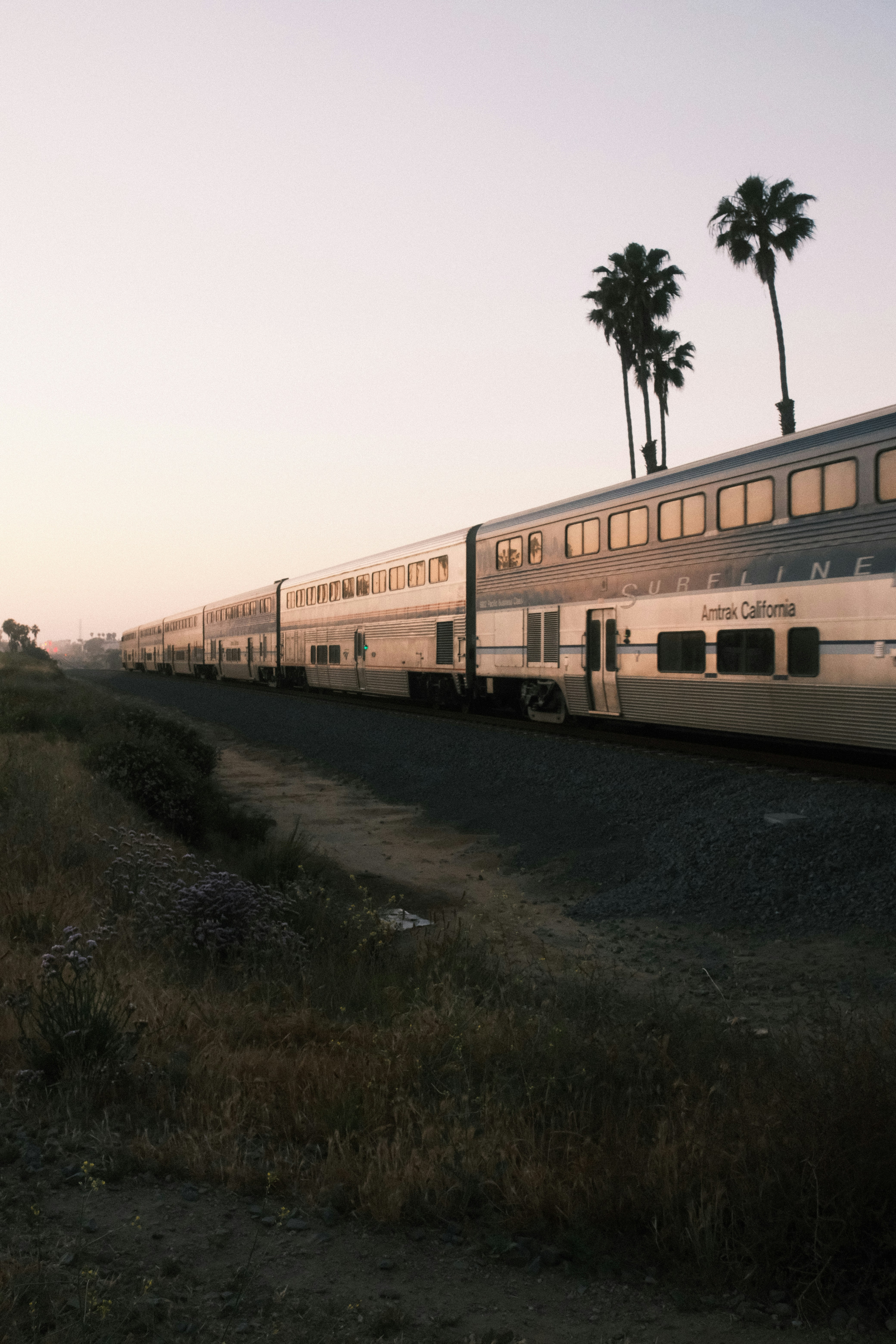 Train travels by palm trees in the morning light.