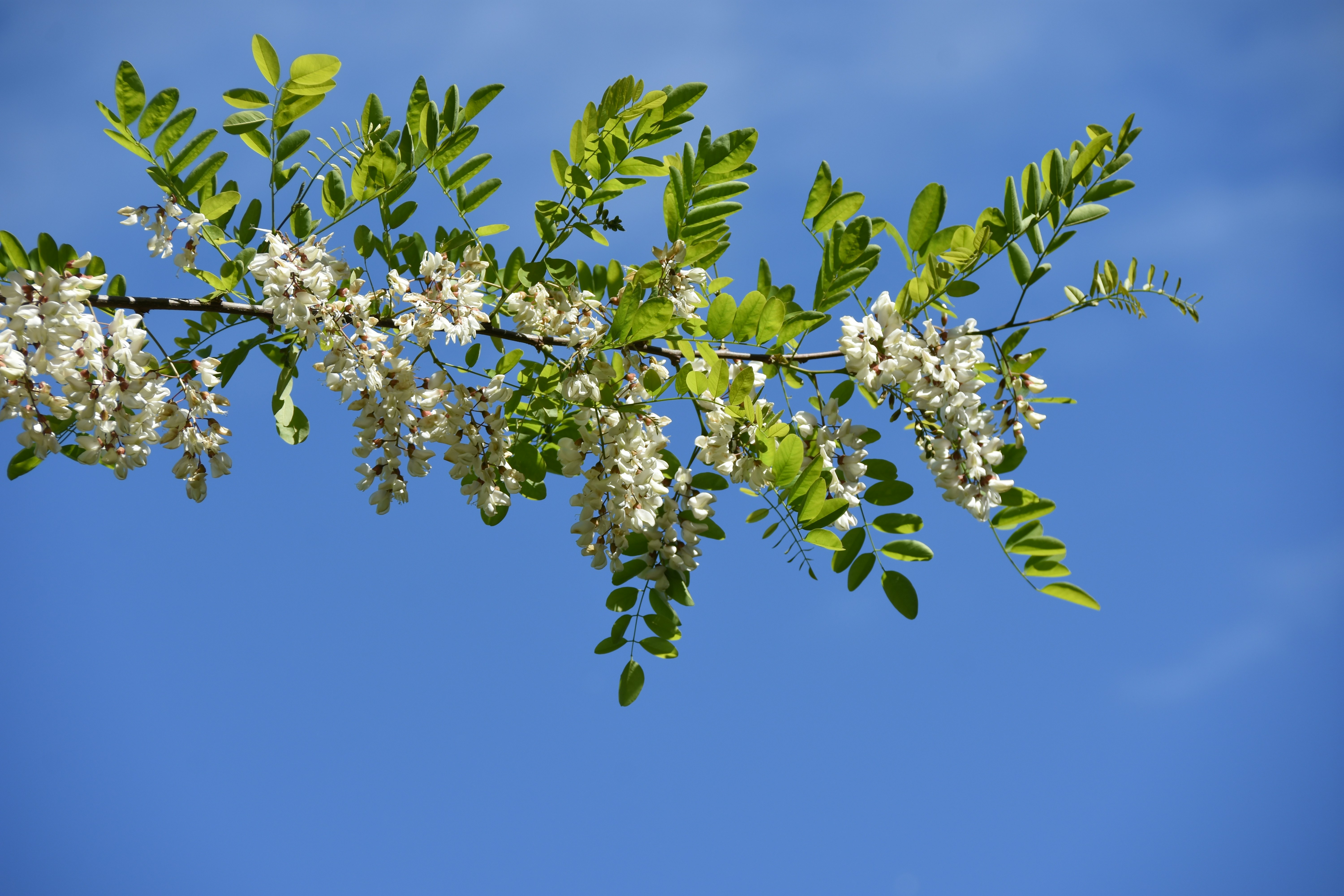 White flowers bloom against a bright blue sky.