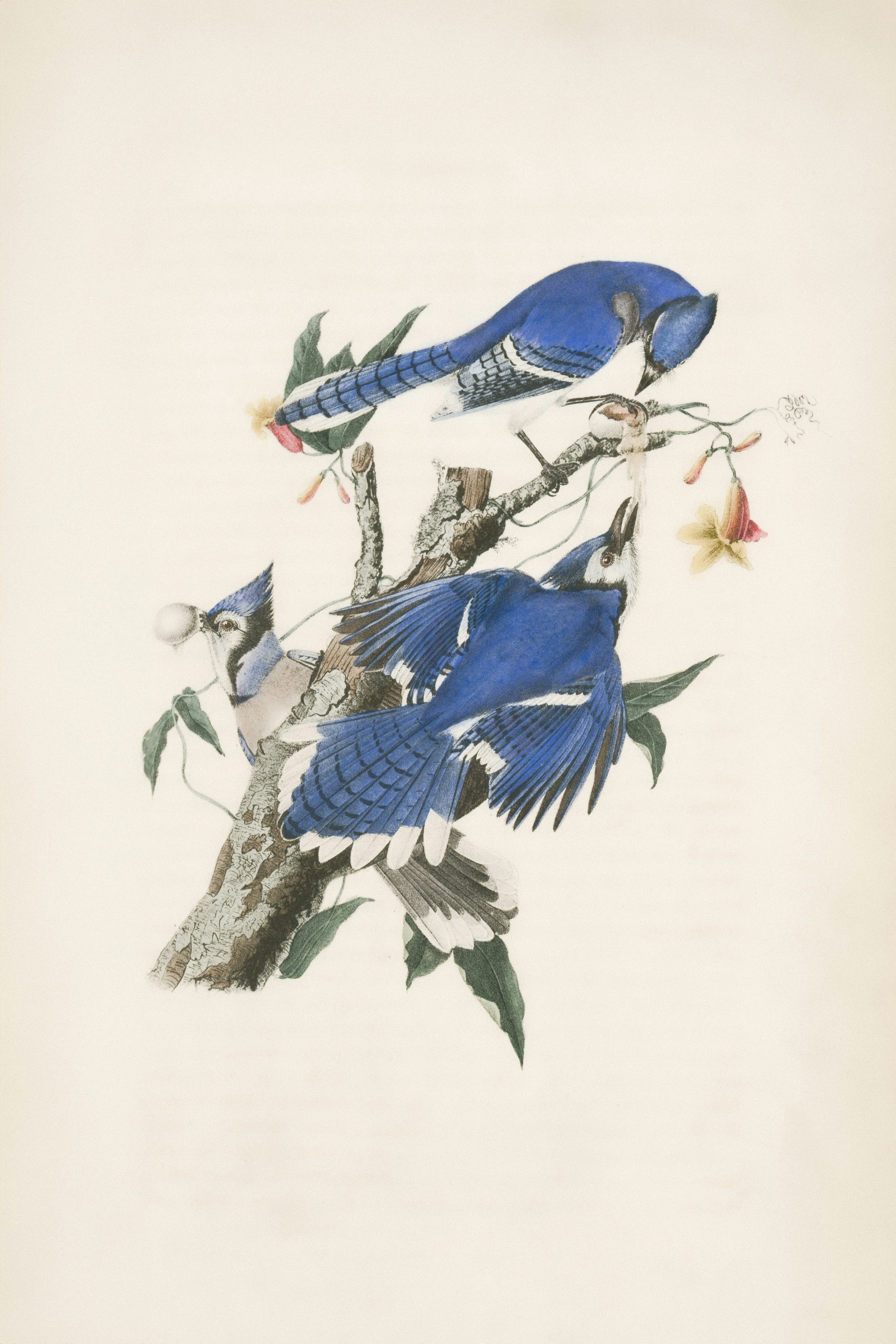 Photo by nypl