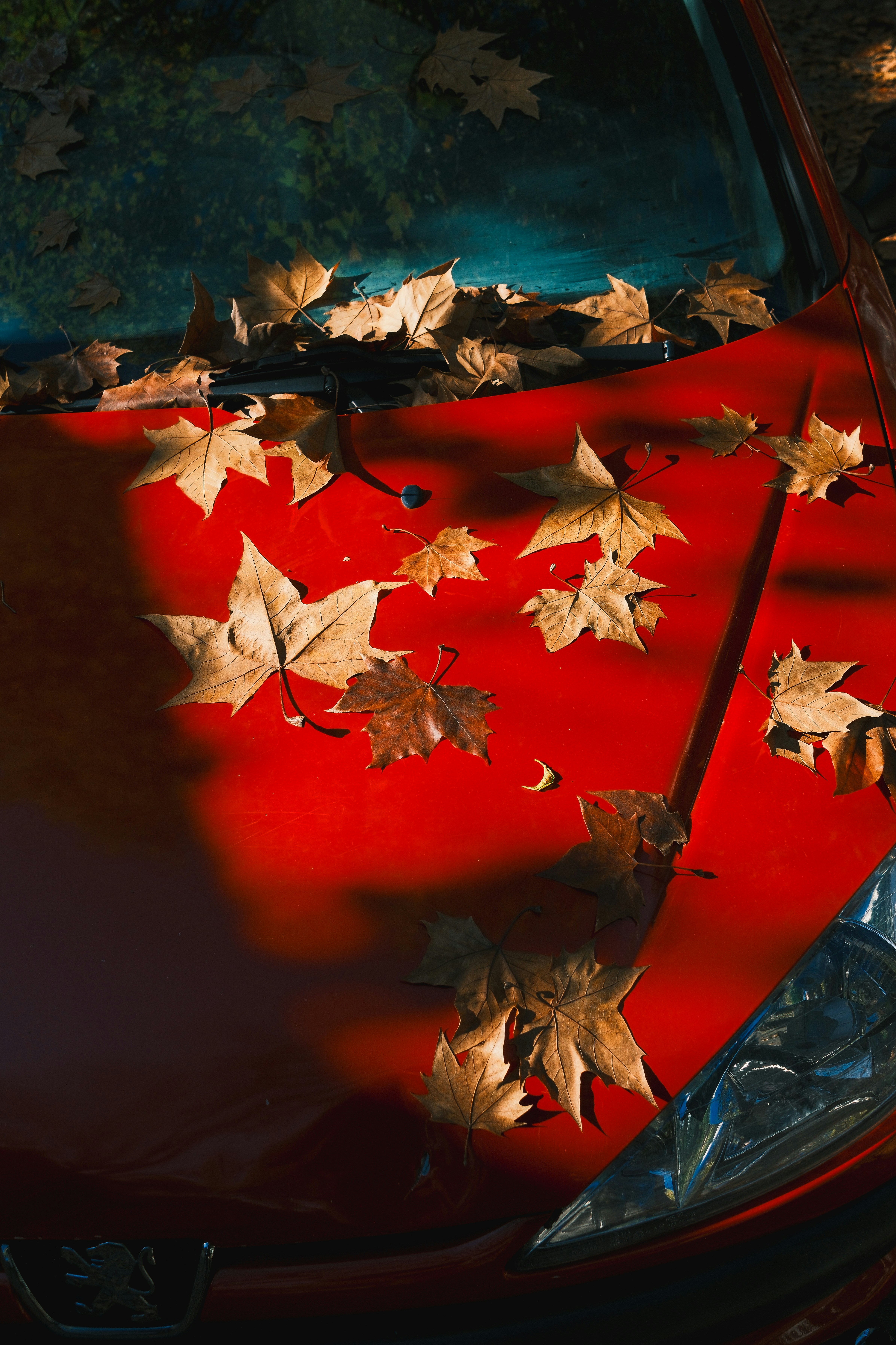 Leaves cover a red car's hood.
