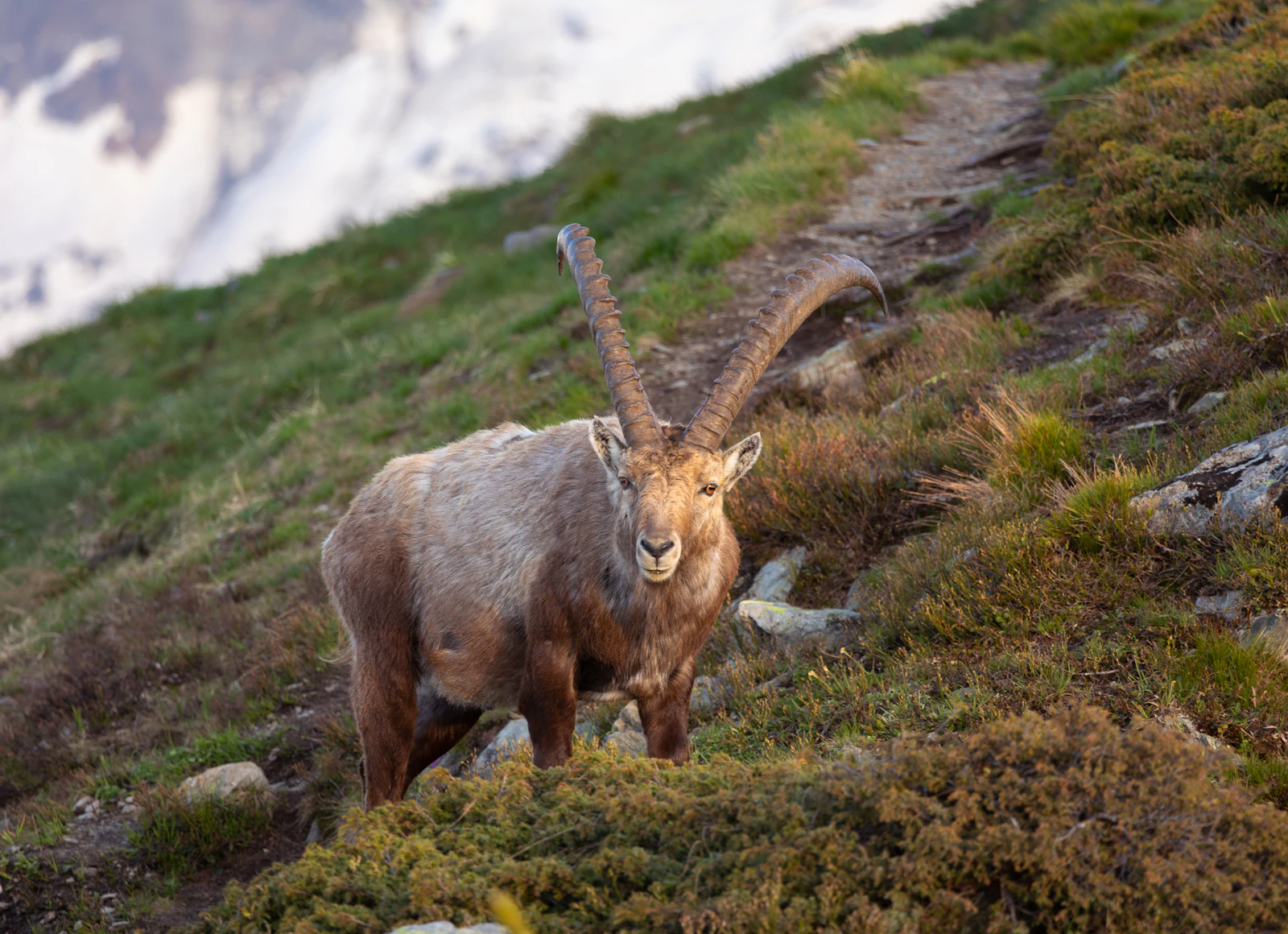 Bouquetin des Alpes en montagne (image d'illustration)
