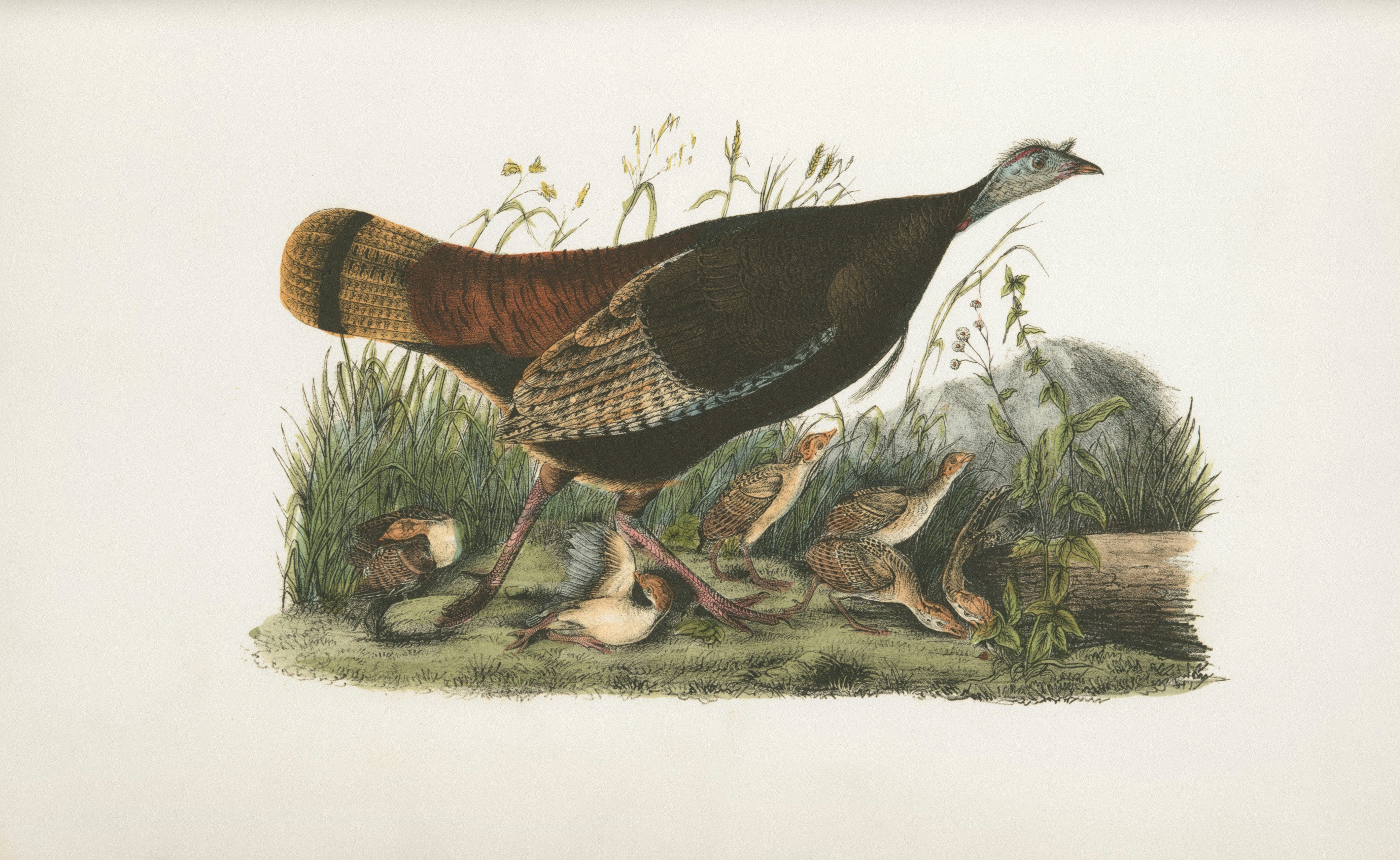 絵画 鳥 キジ 木枠 絵画 鳥 キジ 木枠 it-5e17fafa1b712-1200.jpg