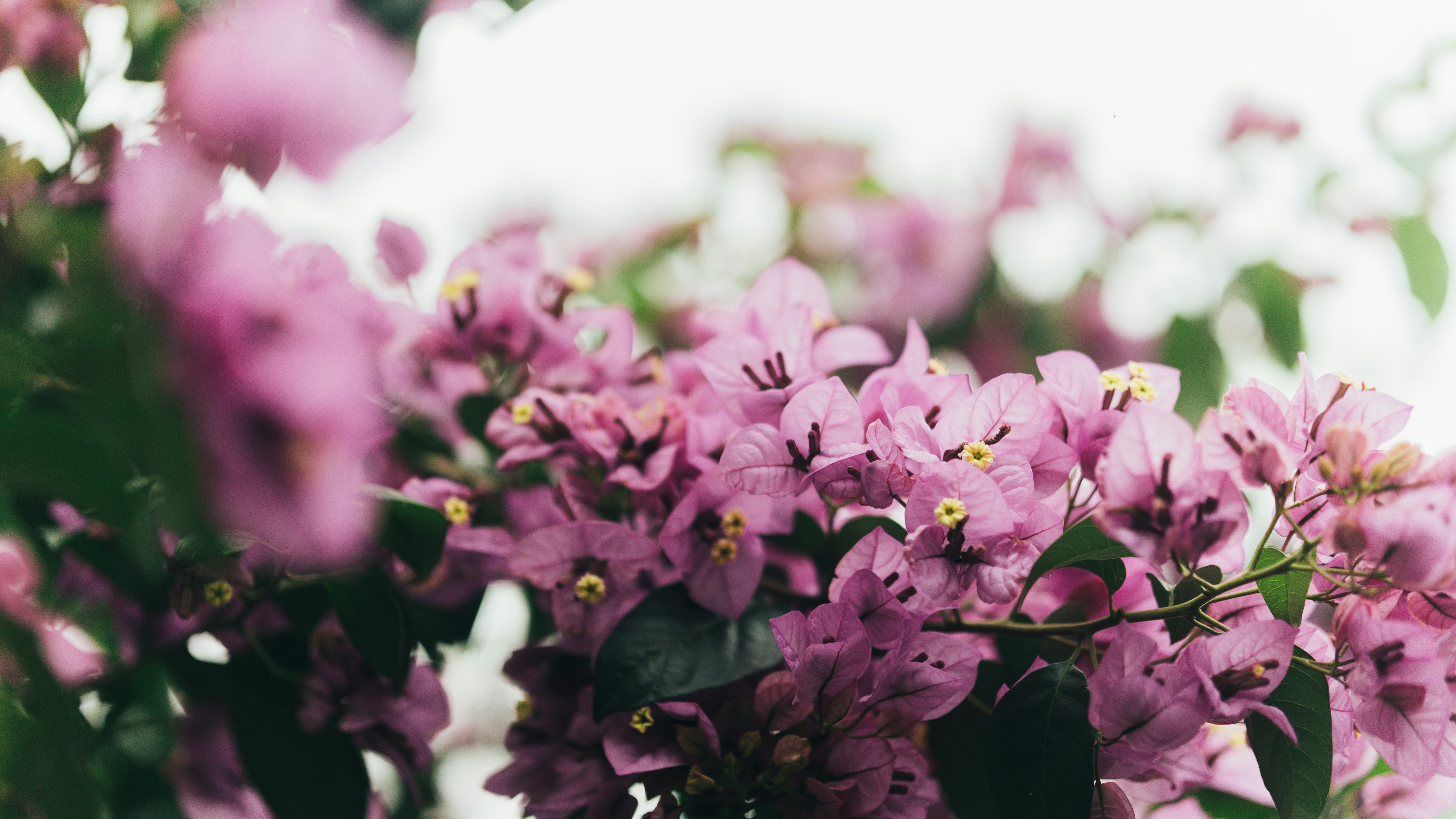 Photo by nanduvasudevan