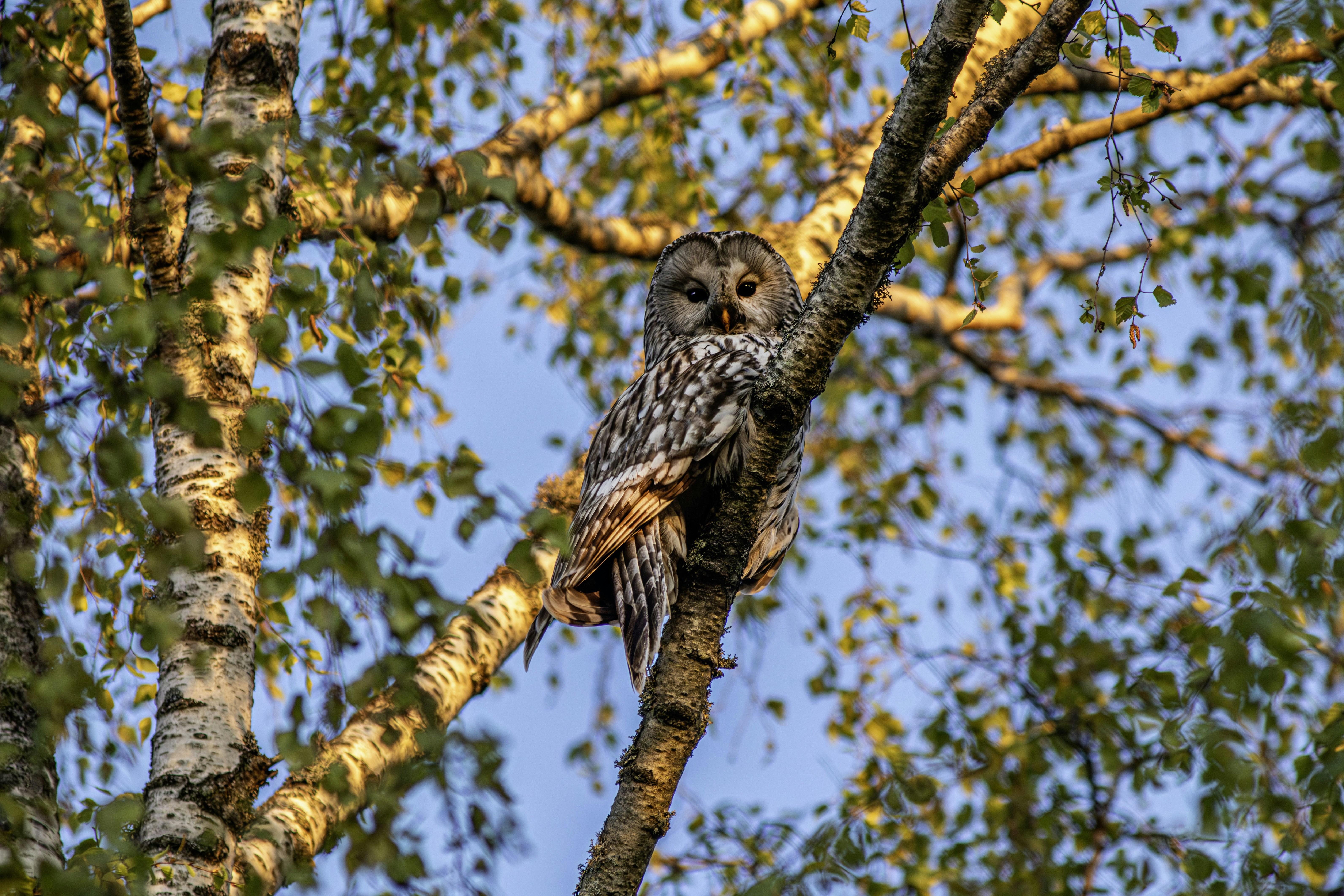 Photo by erik_karits