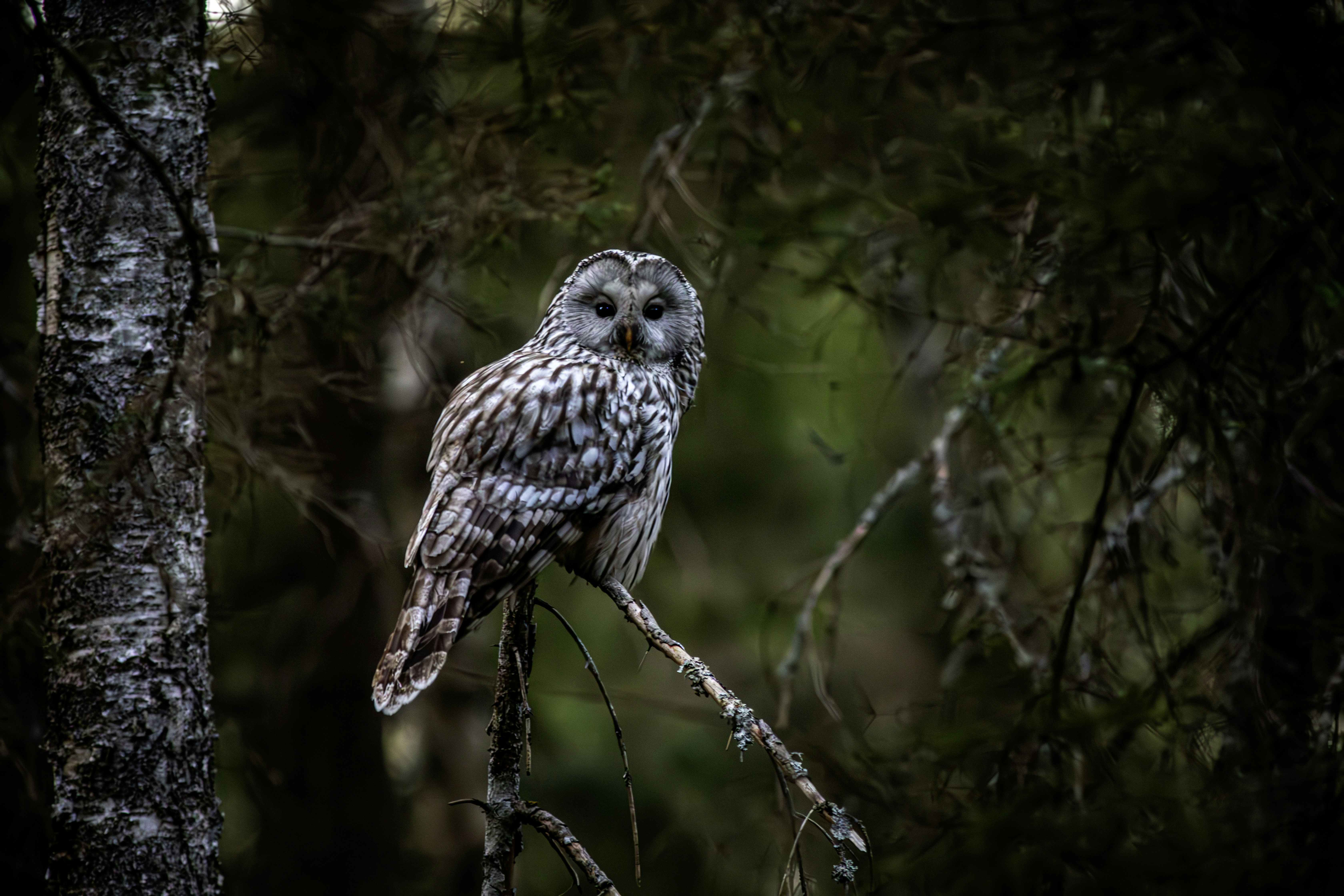 Photo by erik_karits