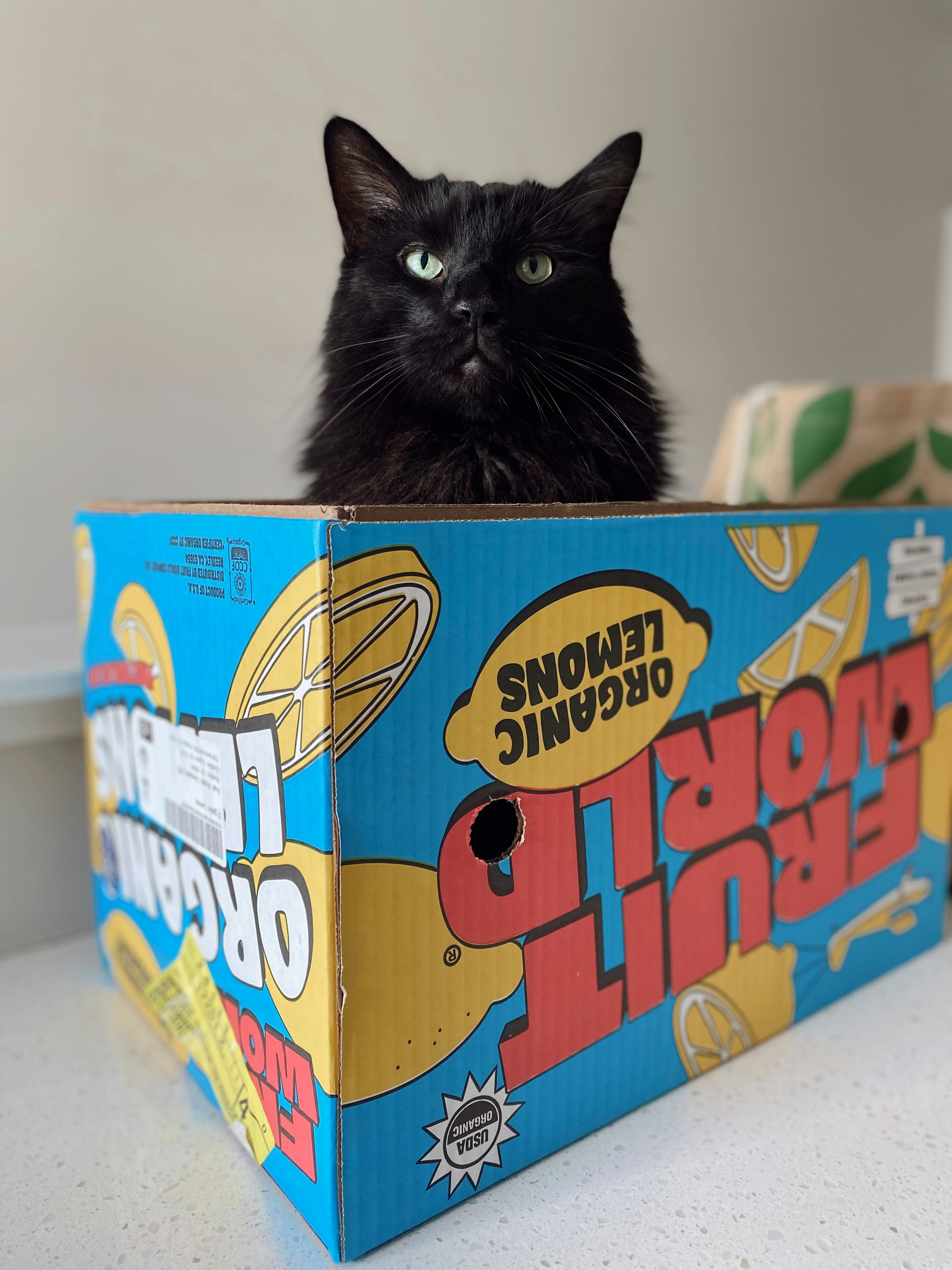 Um gato preto espreita de uma caixa de frutas.