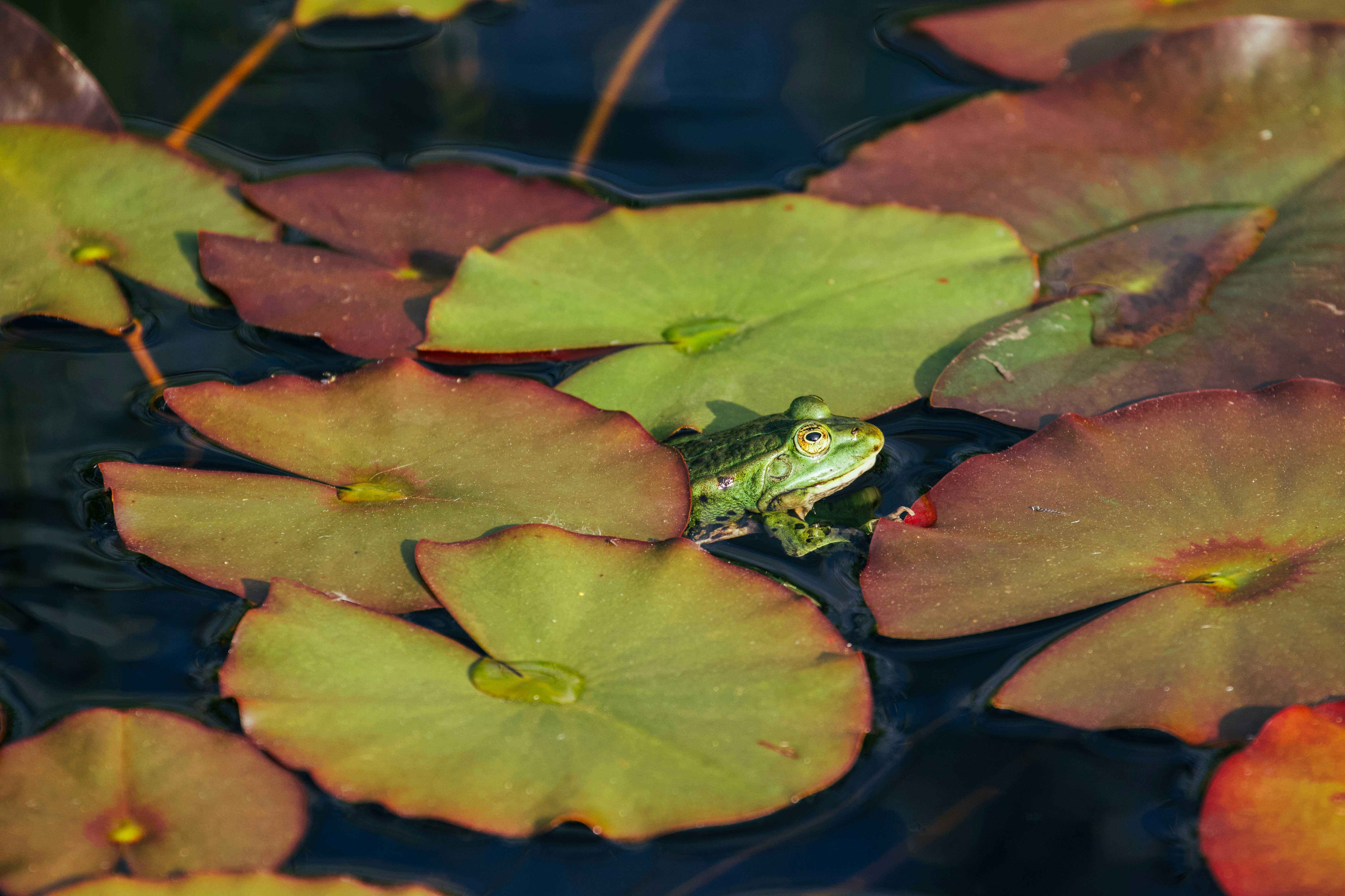 Photo by jakub_neskora