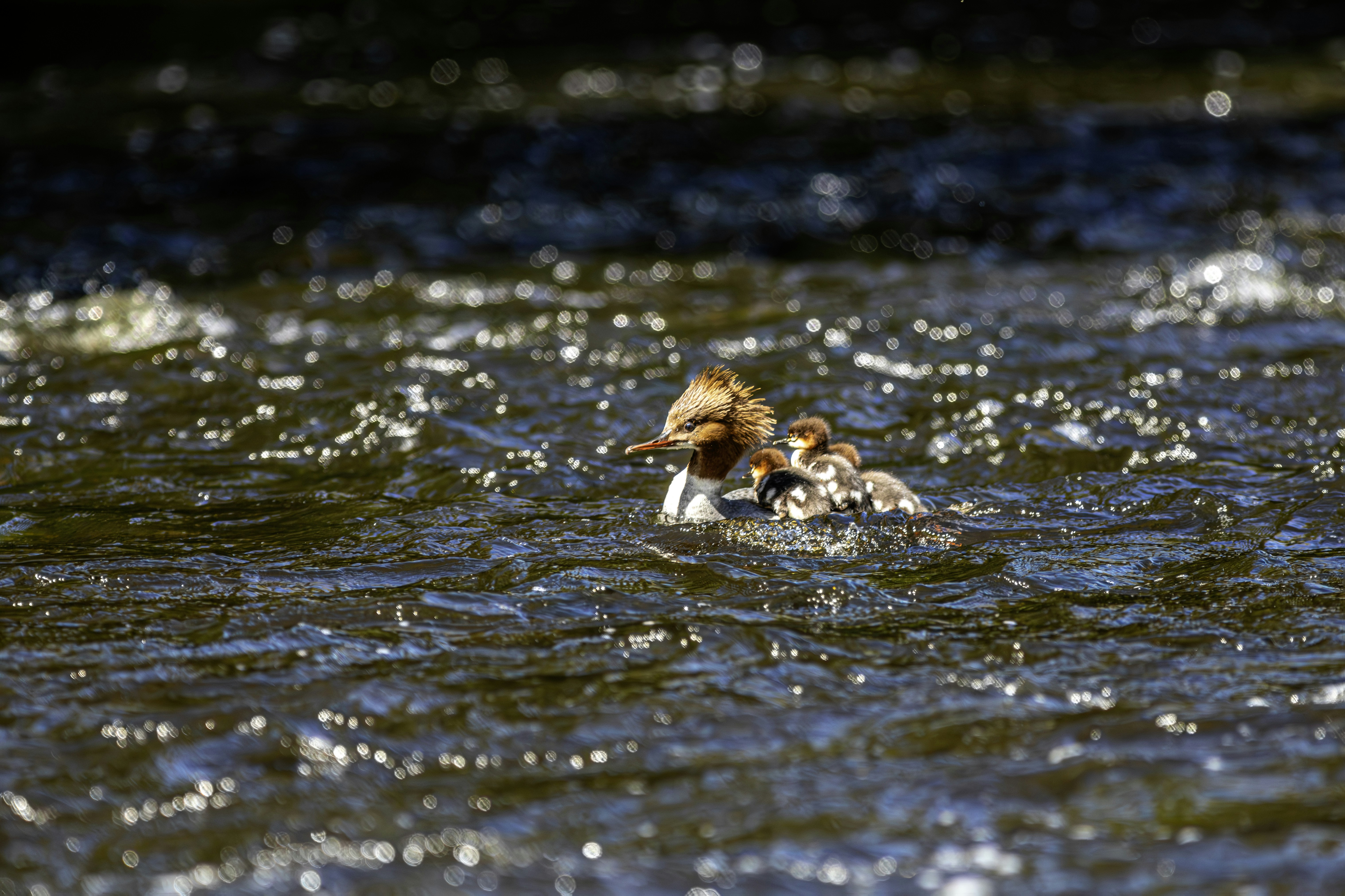 Photo by erik_karits