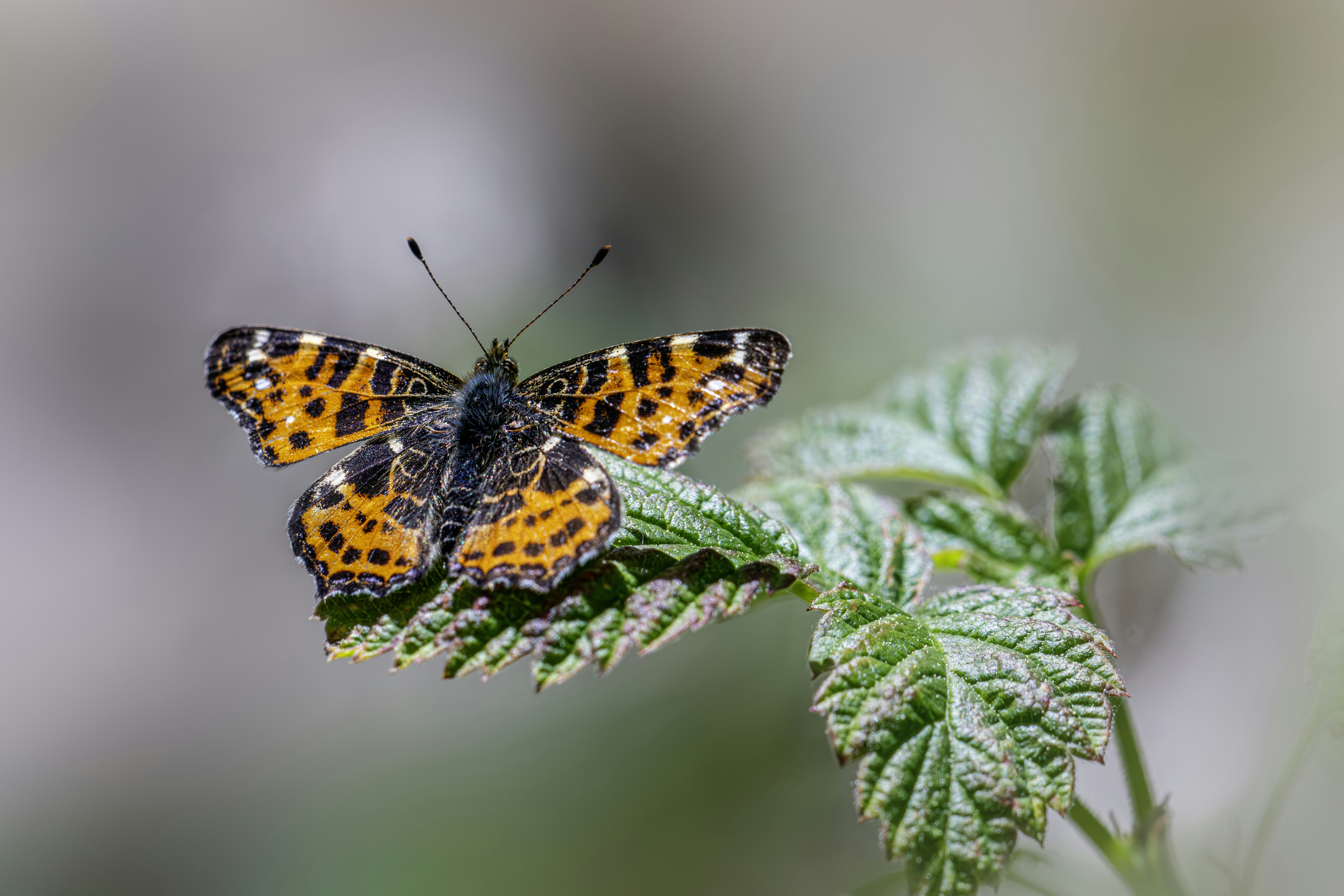 Photo by erik_karits