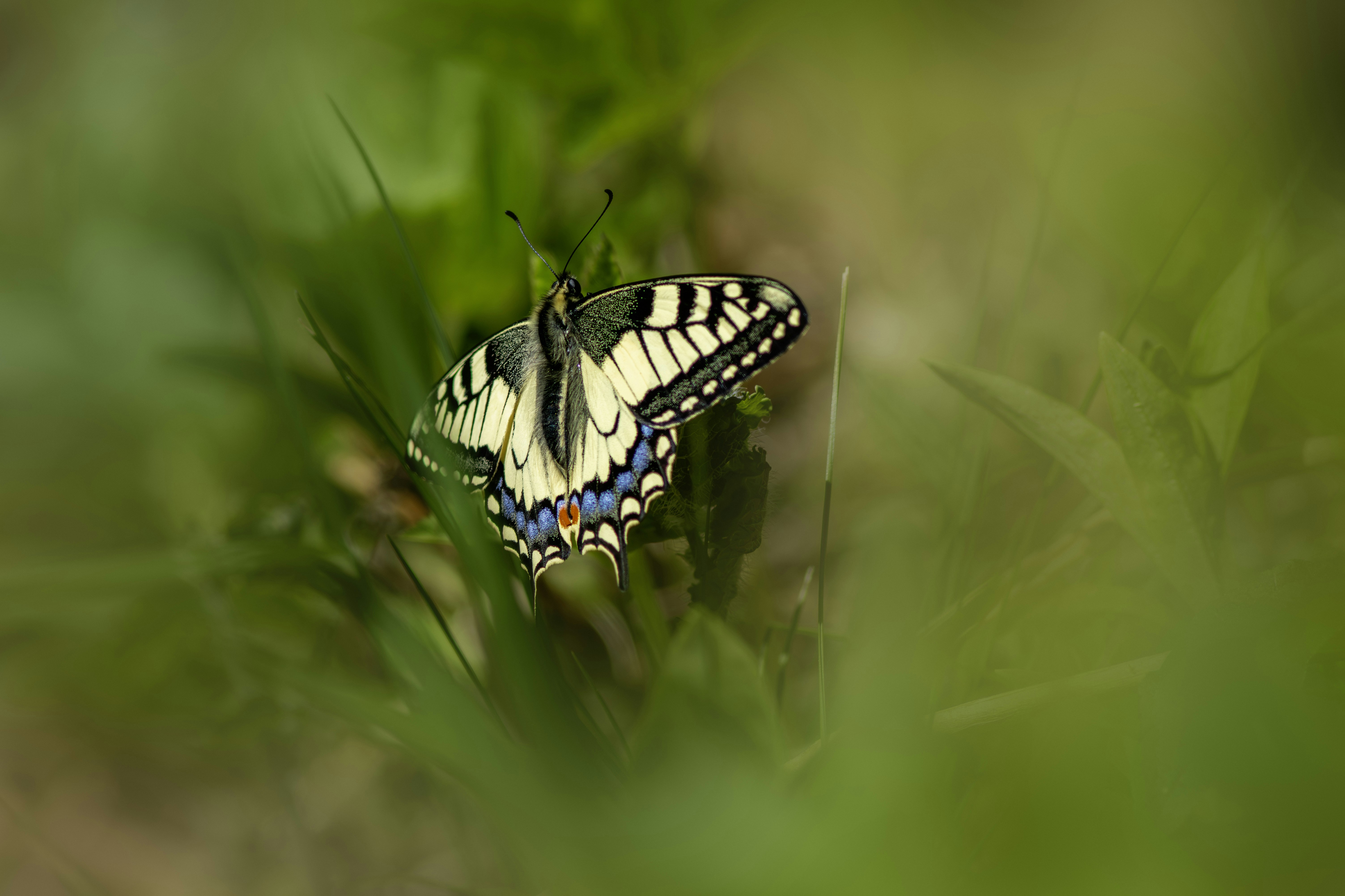 Photo by erik_karits