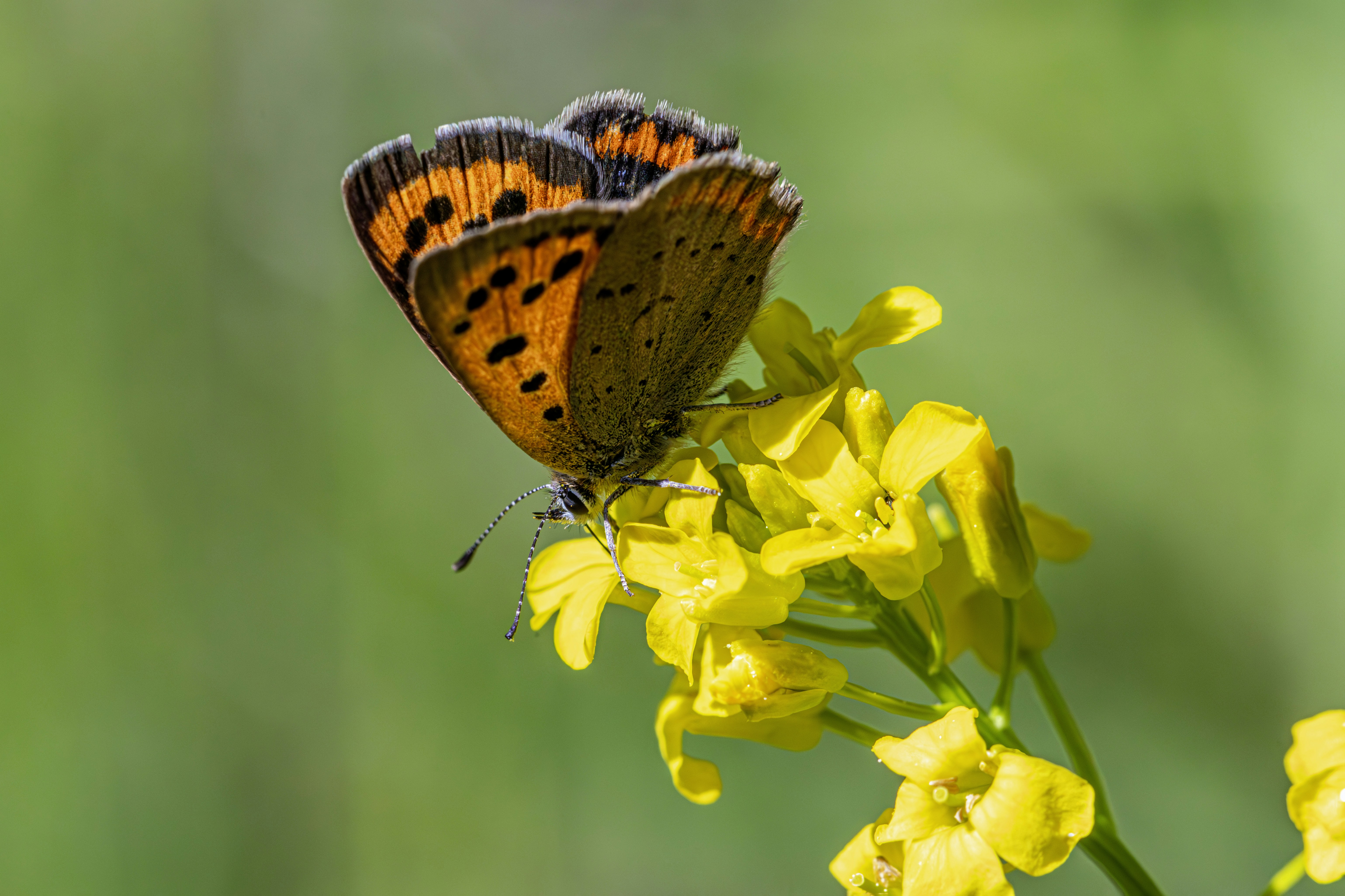 Photo by erik_karits