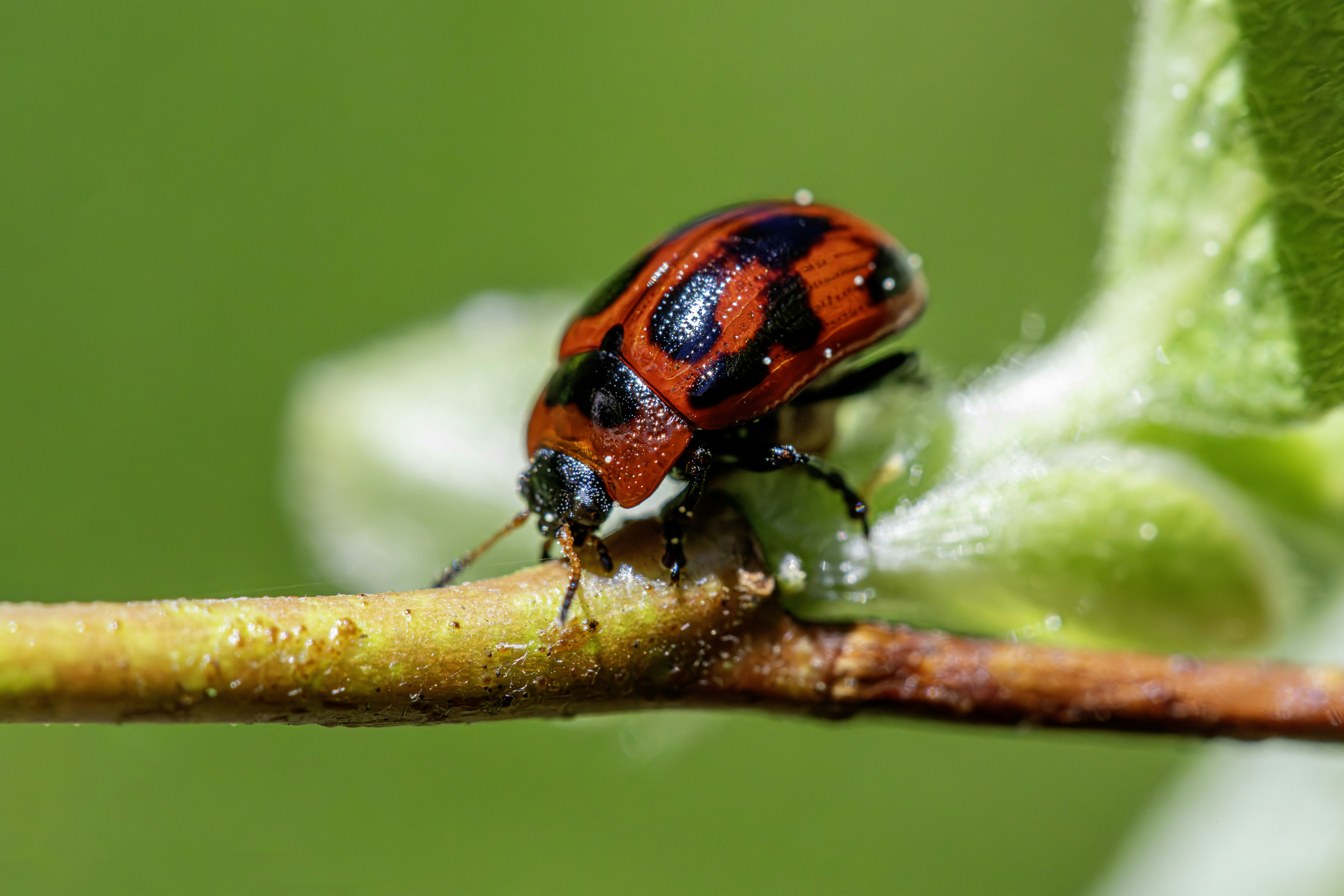 Photo by erik_karits