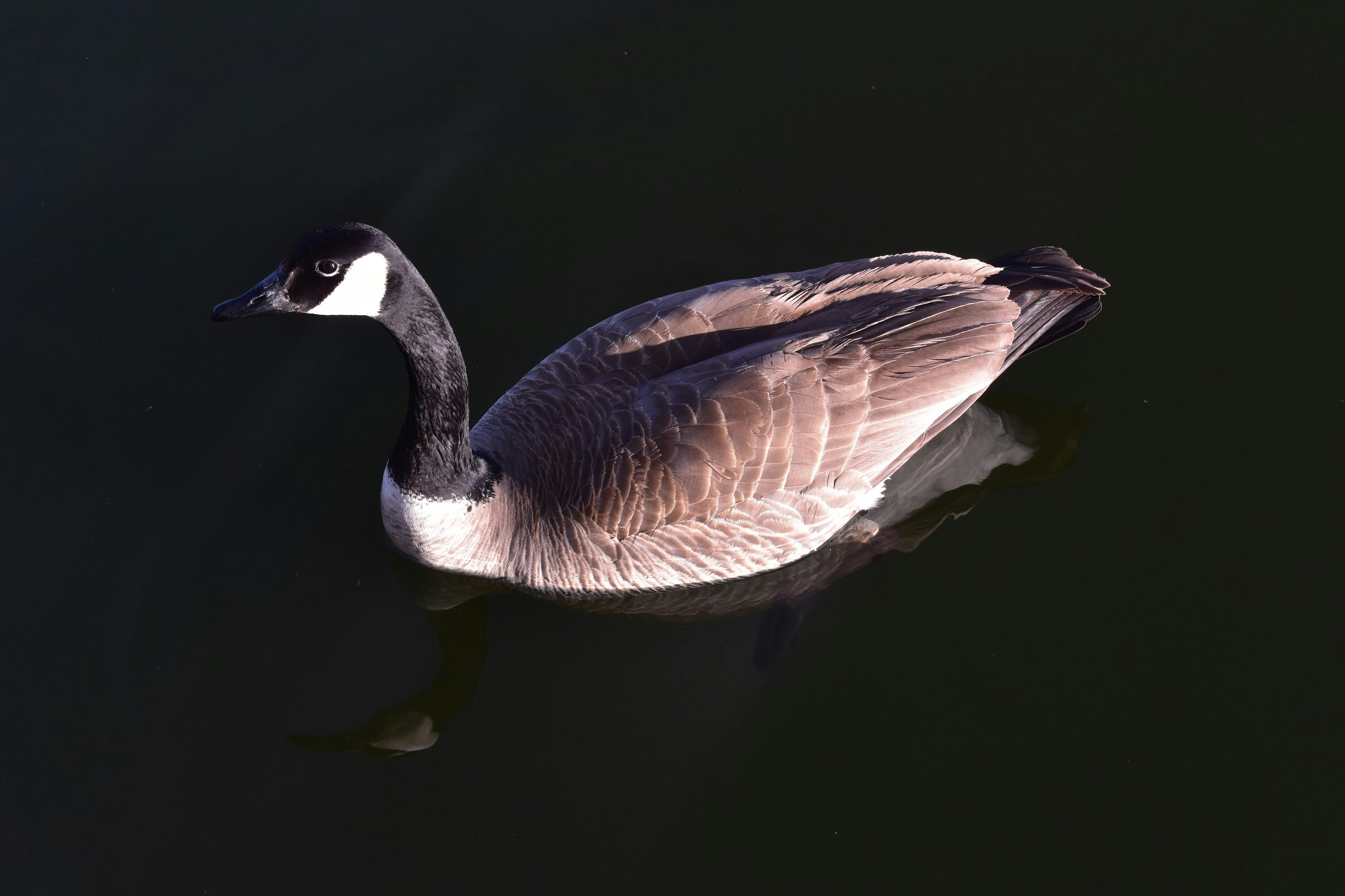 A canada goose floats peacefully on the water.