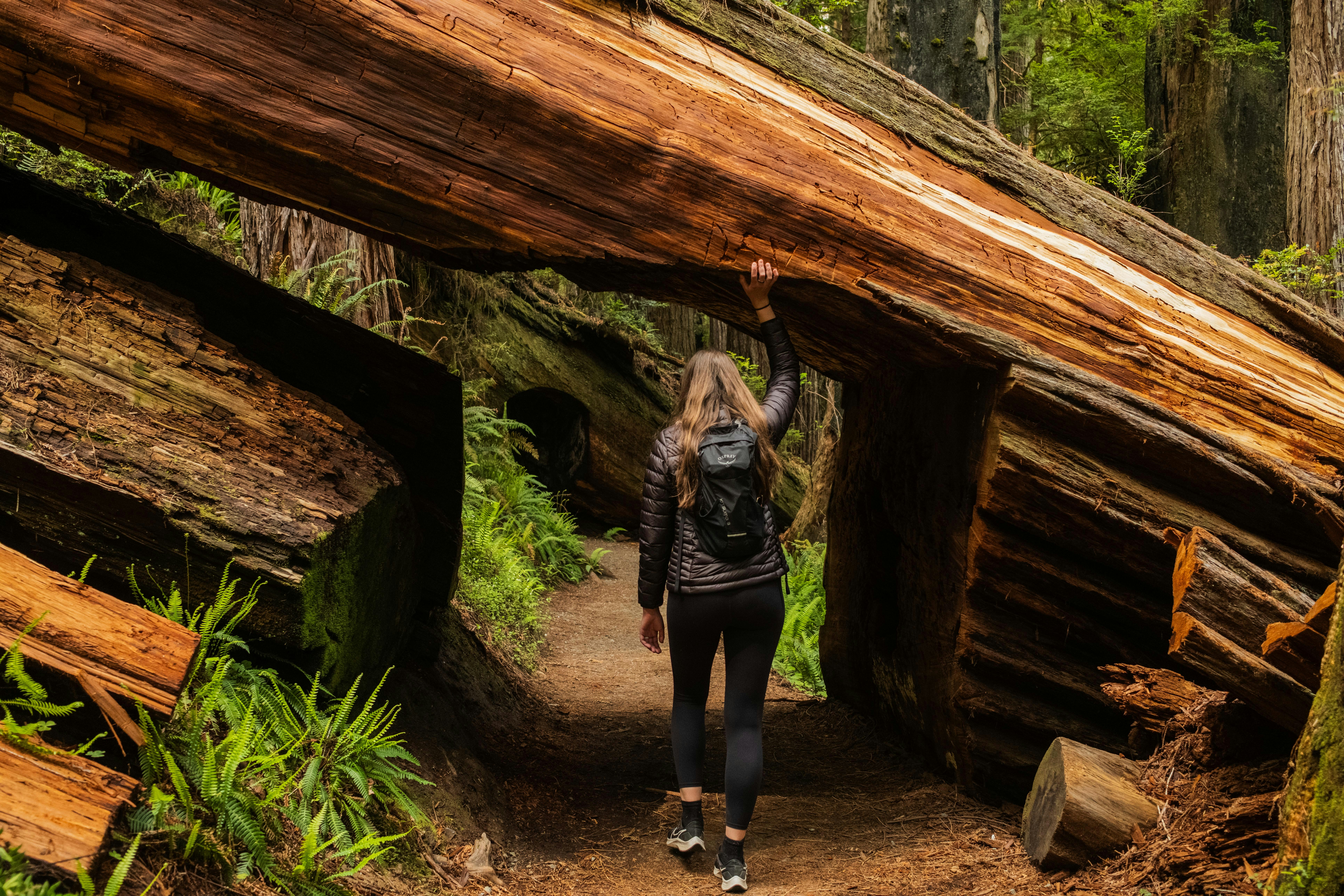 A woman walks through a fallen redwood tree.