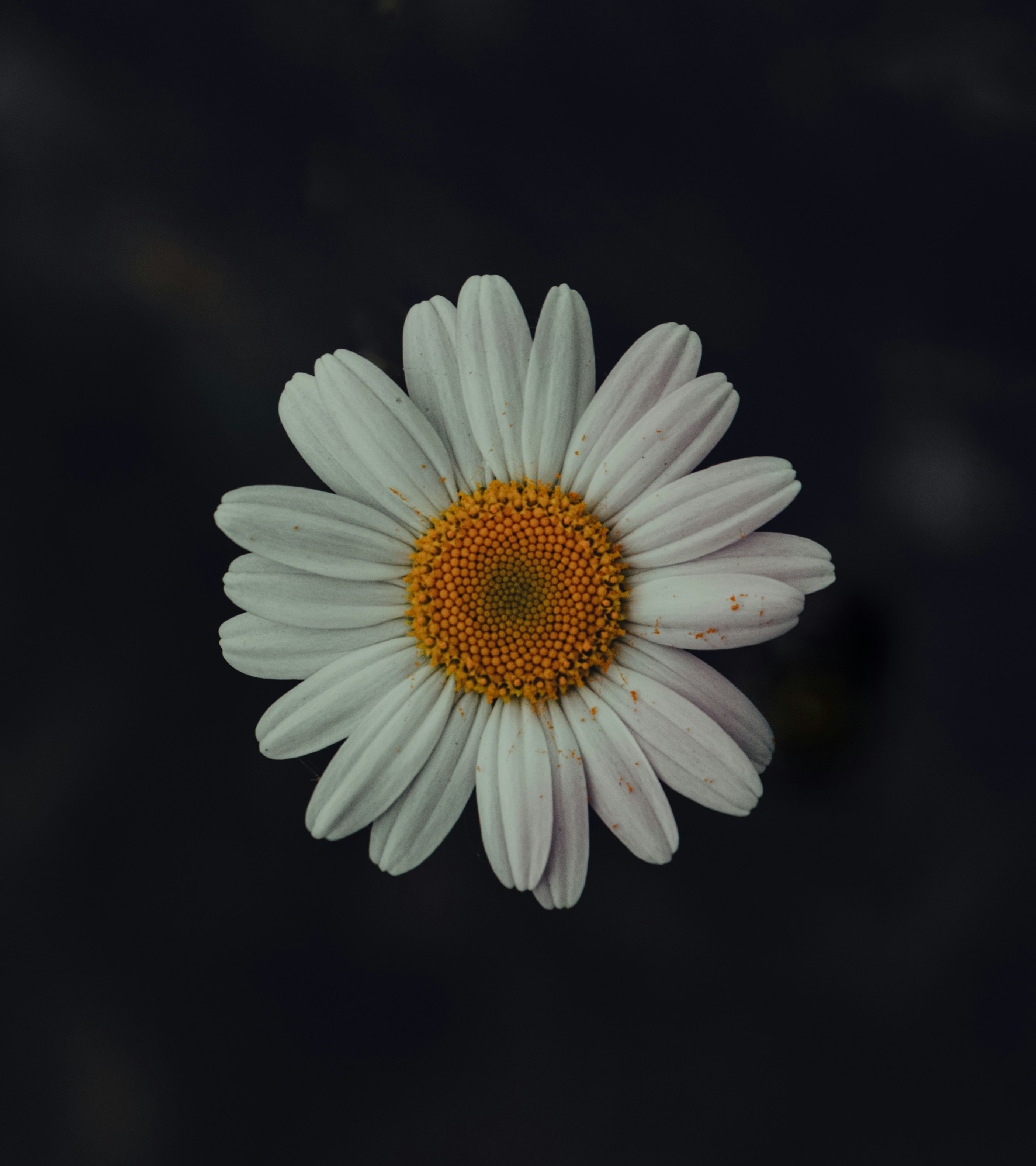 A white daisy flower blooming brightly.