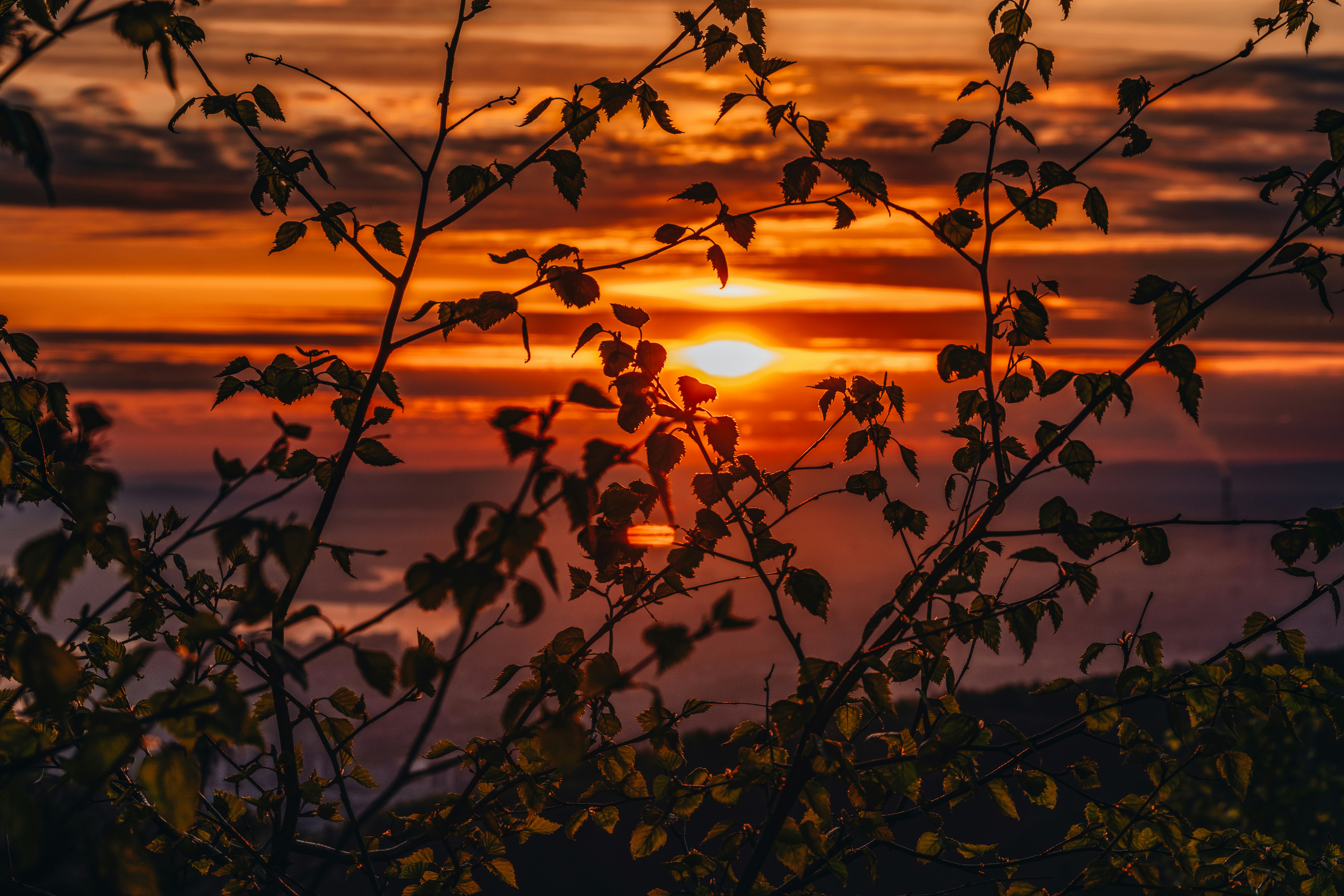 Sunset glows vibrantly behind tree branches.