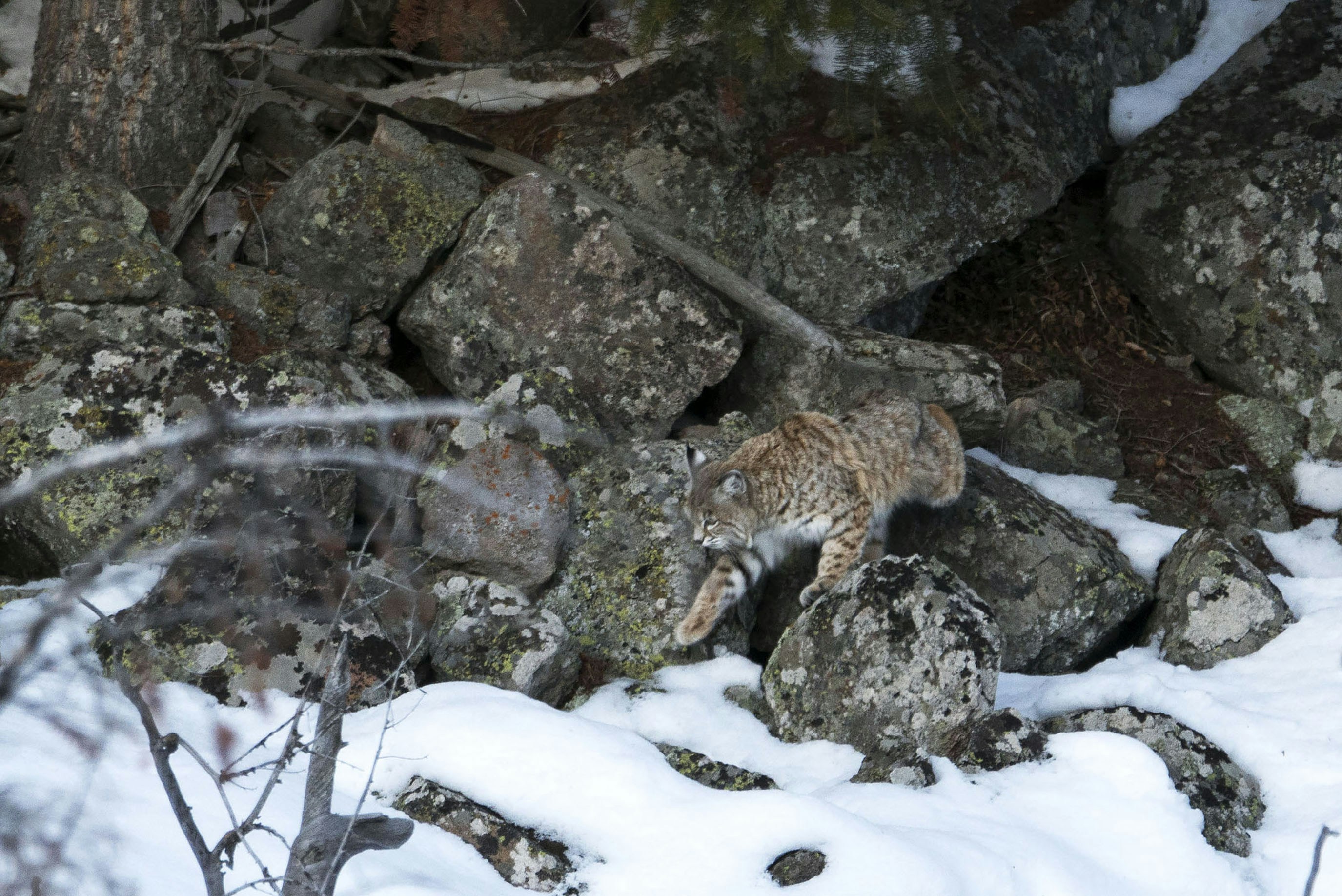 A bobcat walks across snow-covered rocks.