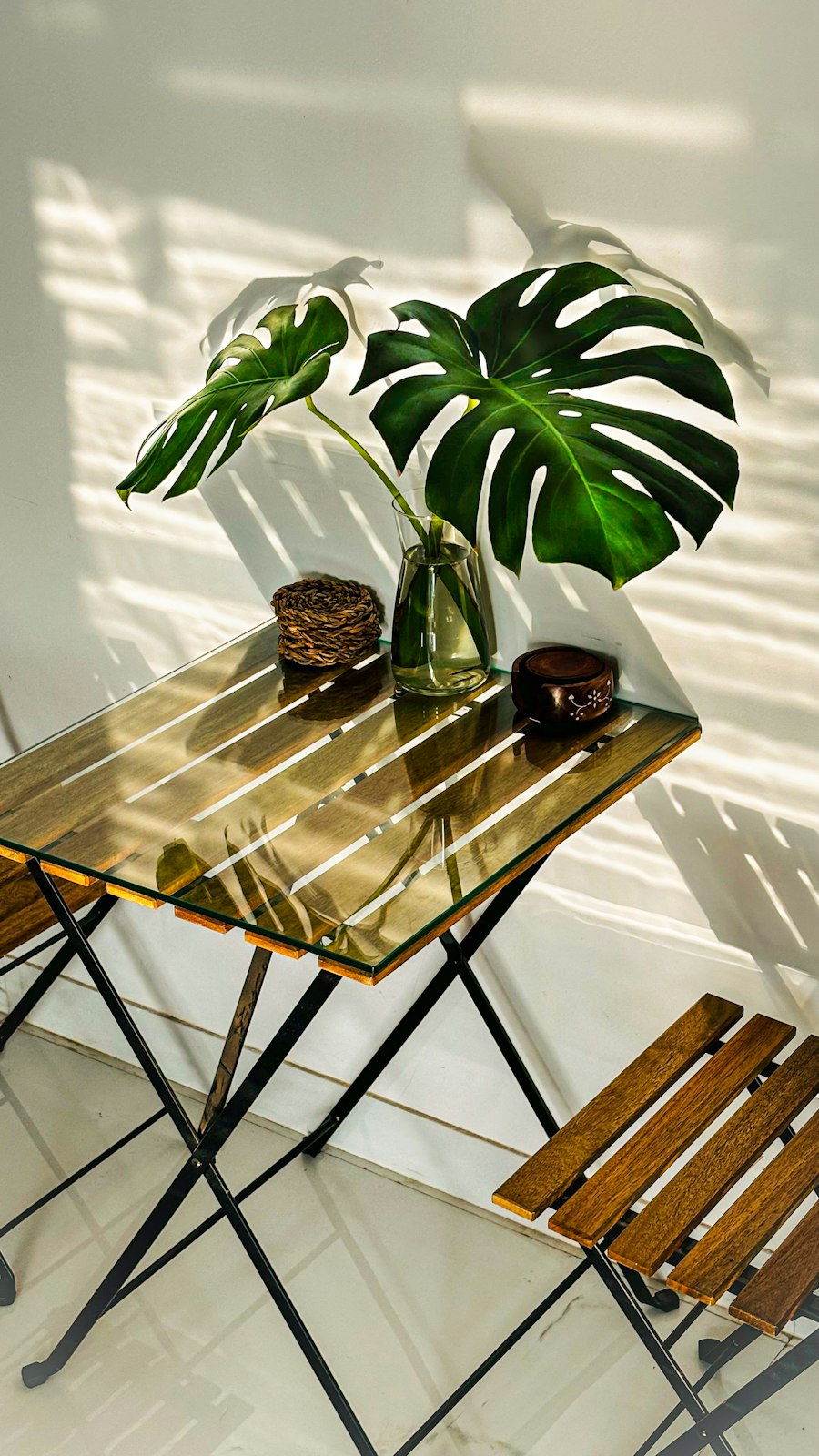 Cây Trầu Bà Monstera Mini