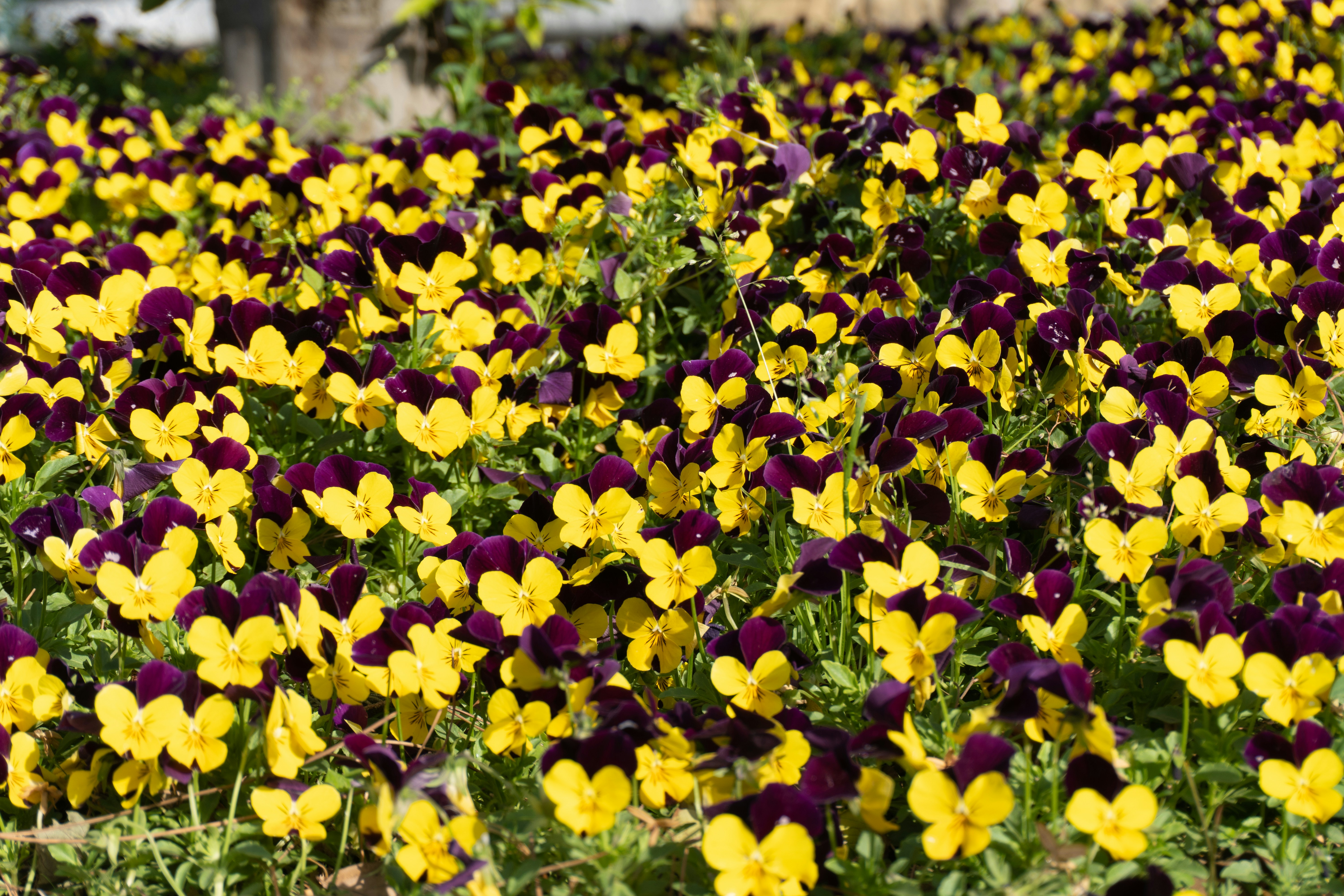 Photo by zulfugarkarimov