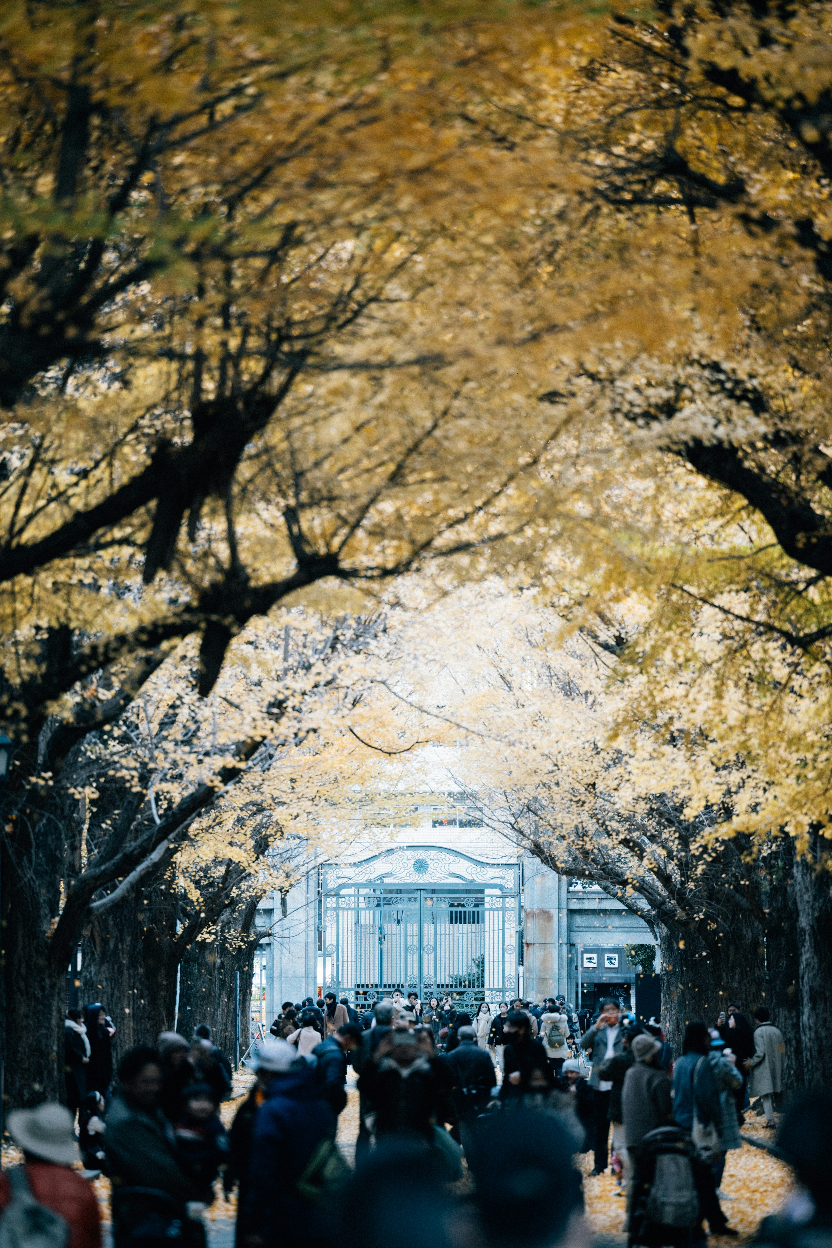 Tokyo autumn maple season