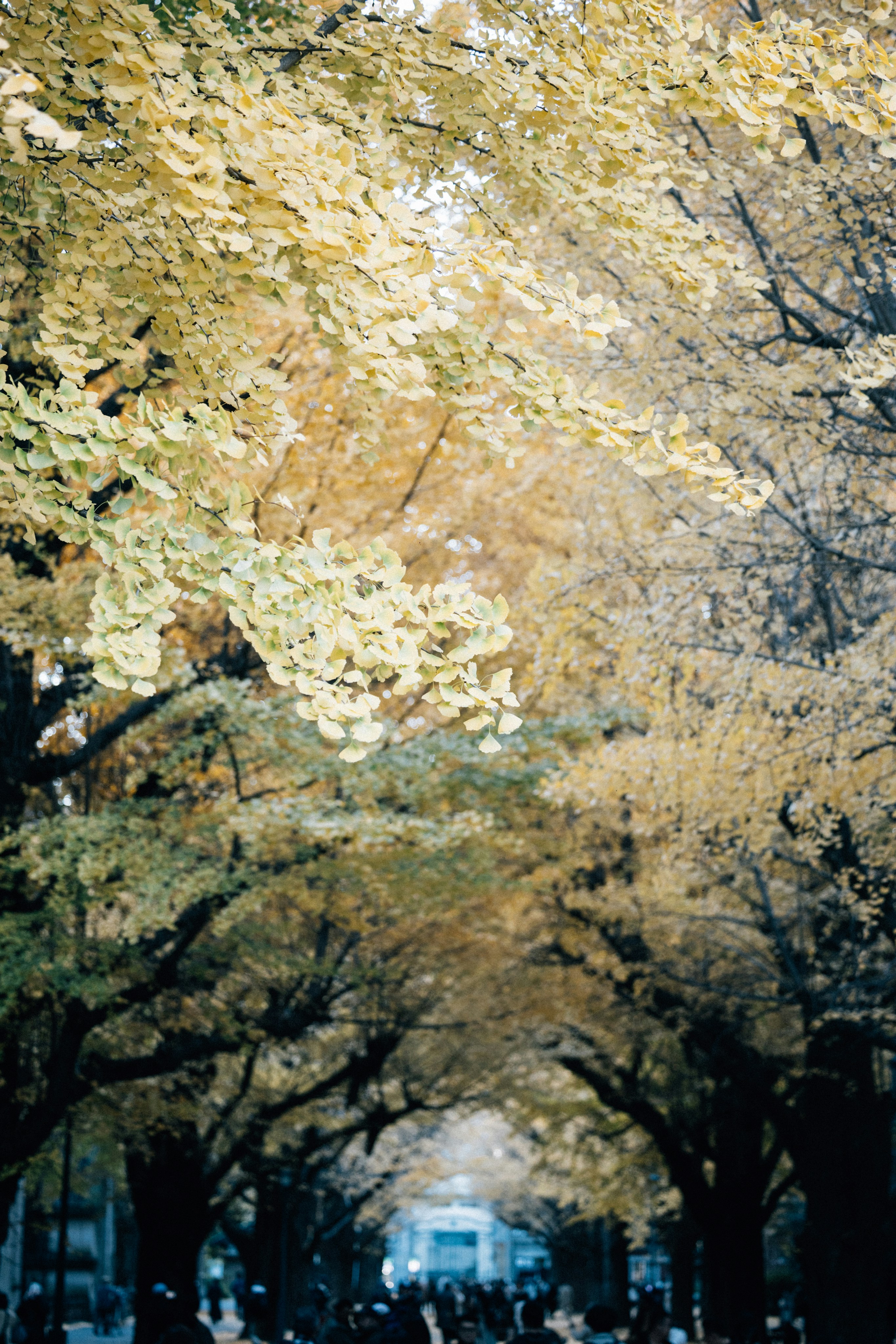 Photo by tsuyoshikozu