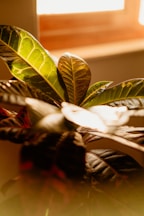 Close-up shot of plant leaves by a window.