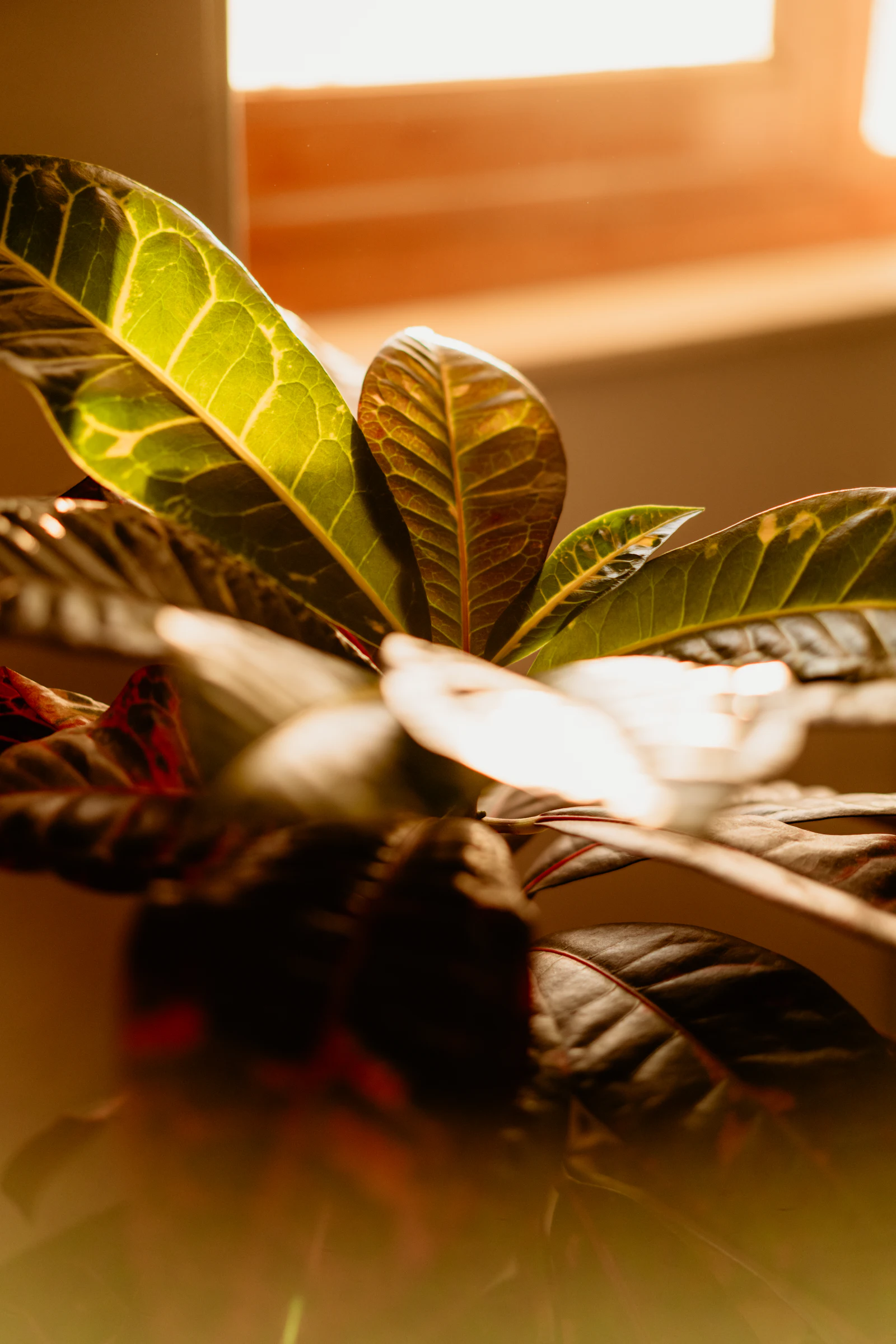 Sunlit plant leaves beside a window — the calm, domestic light the Solace concept is built around
