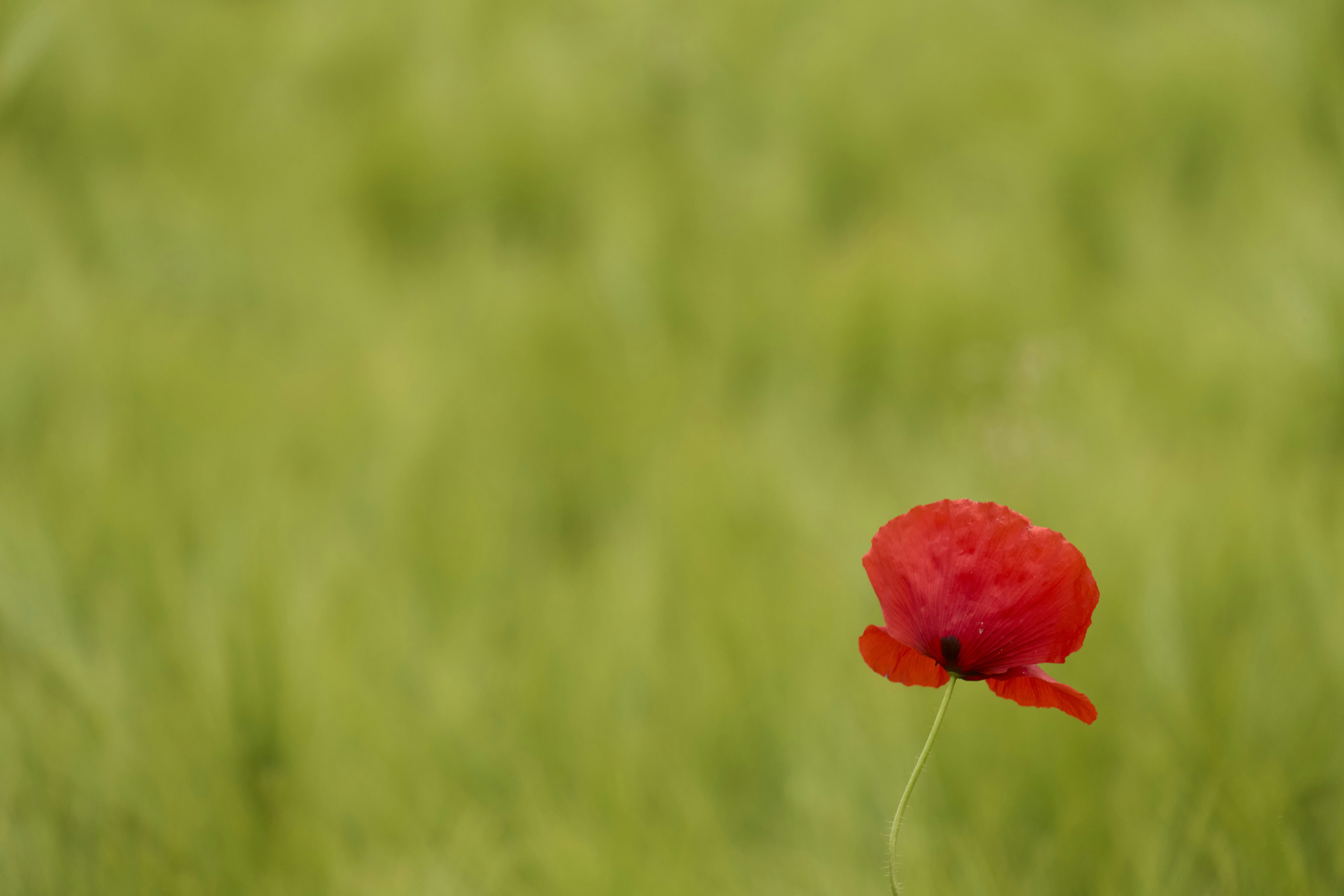 Photo by wolfgang_hasselmann