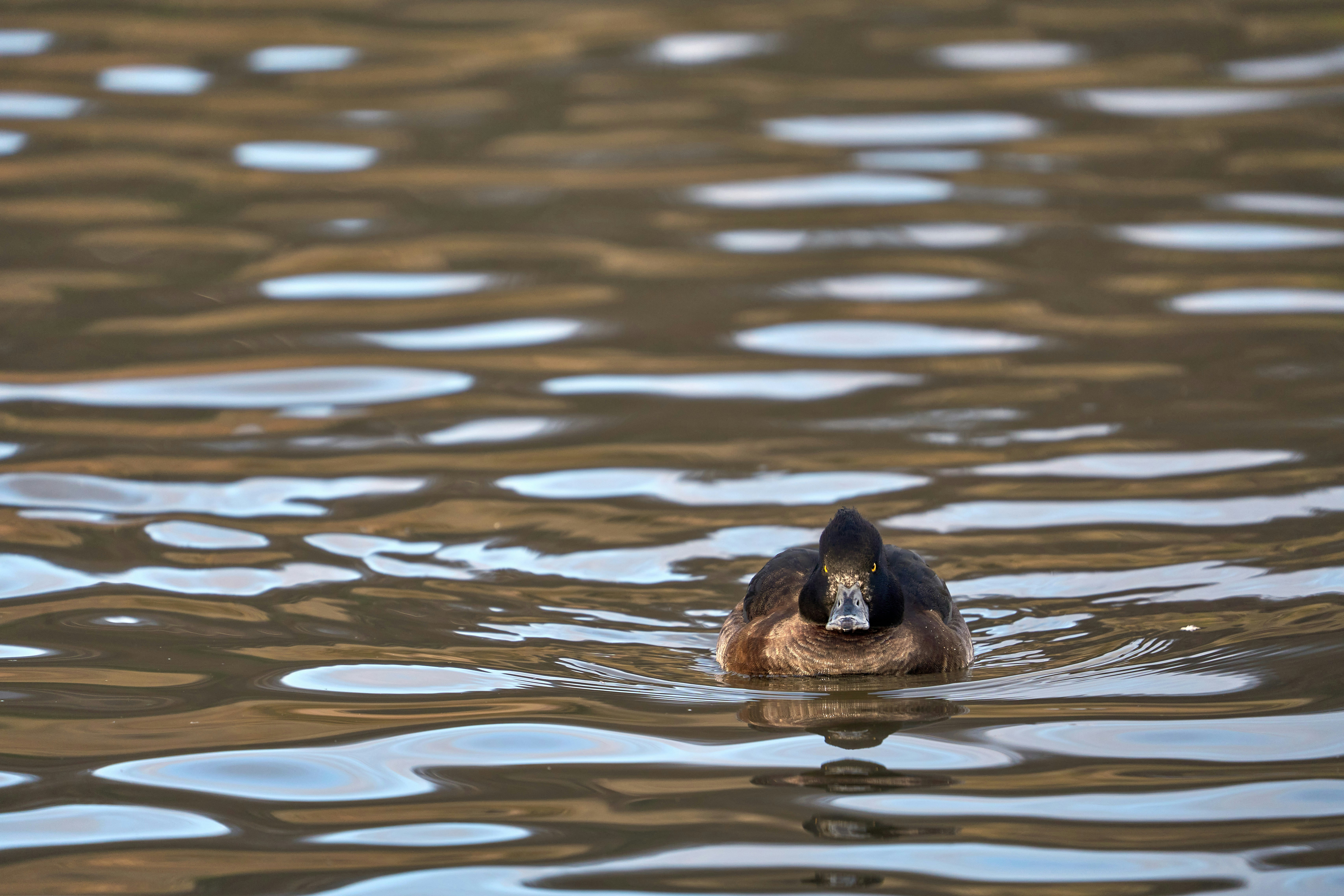 Photo by wolfgang_hasselmann