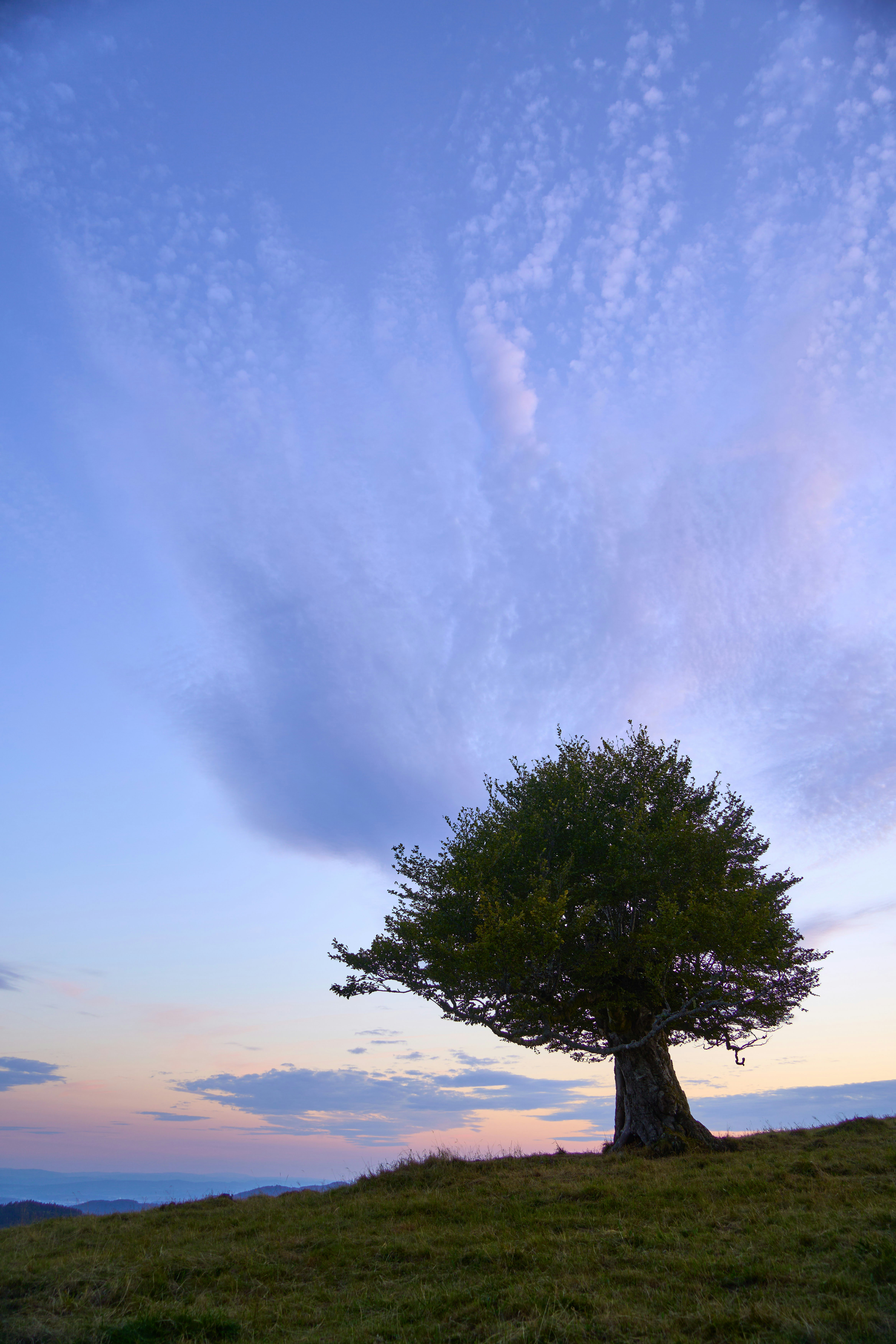 Photo by wolfgang_hasselmann