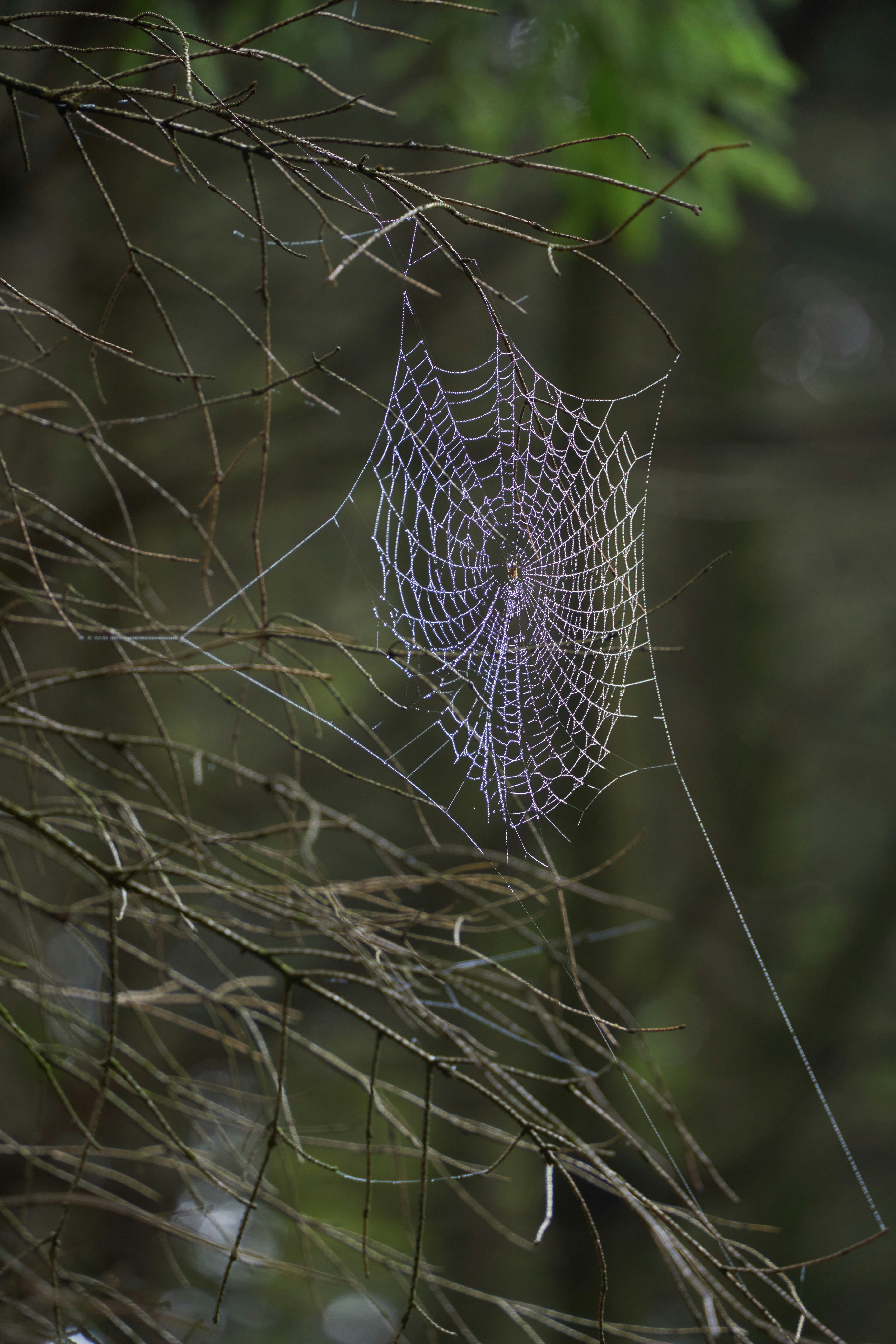 Photo by wolfgang_hasselmann