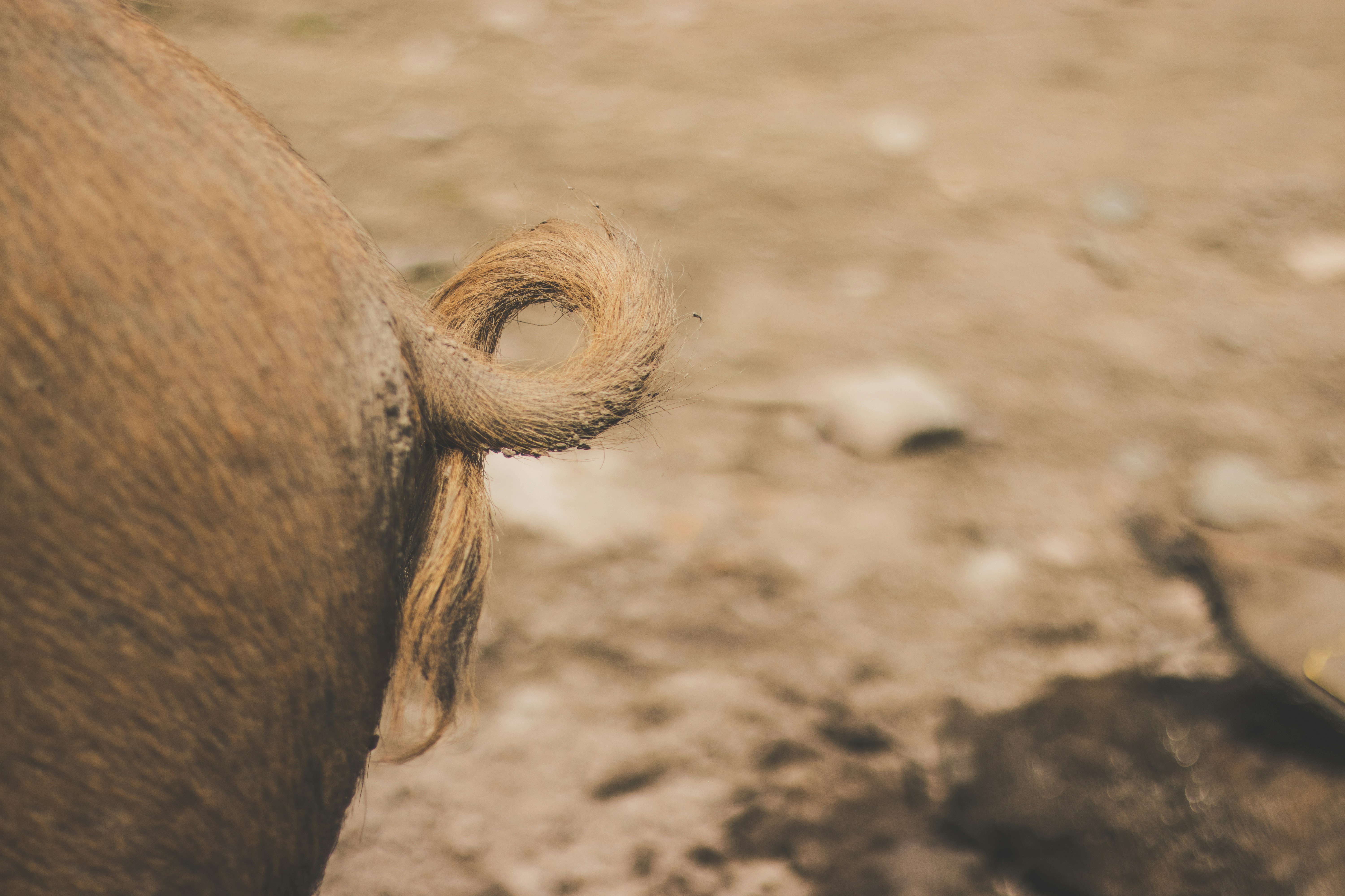 A curly pig tail in the mud.