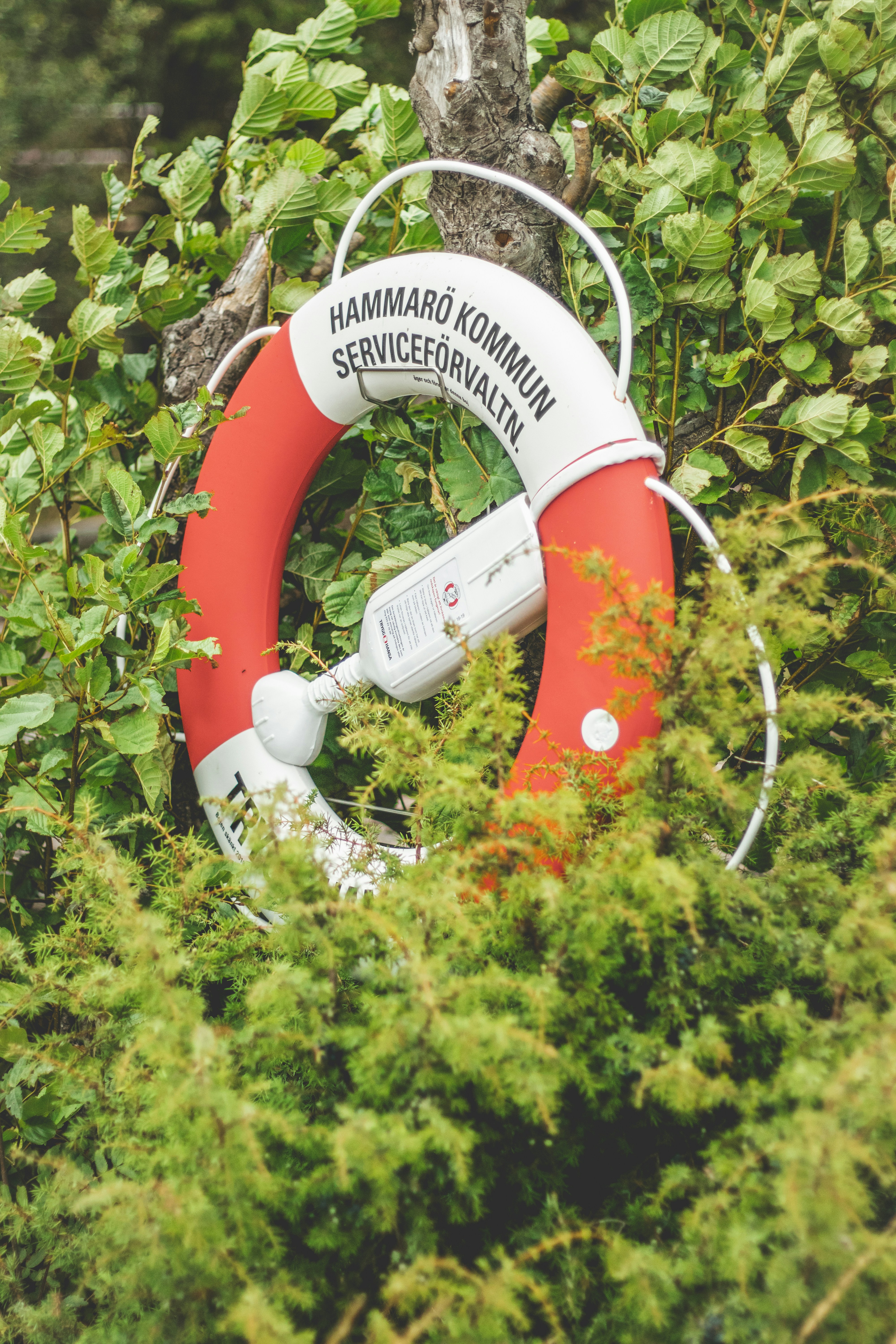 A life preserver hangs in lush, green foliage.