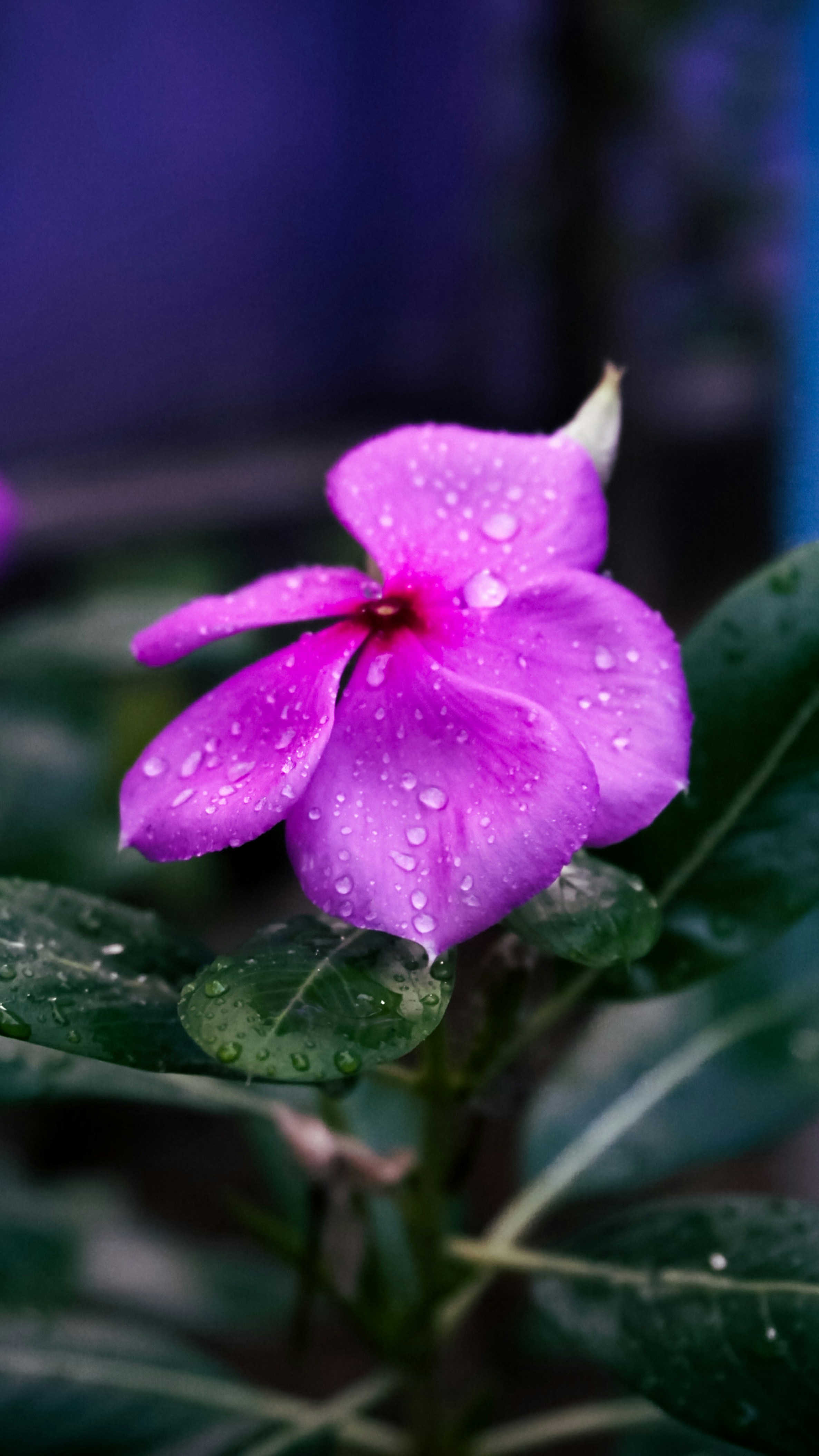 Un fiore viola ricoperto di goccioline d'acqua.