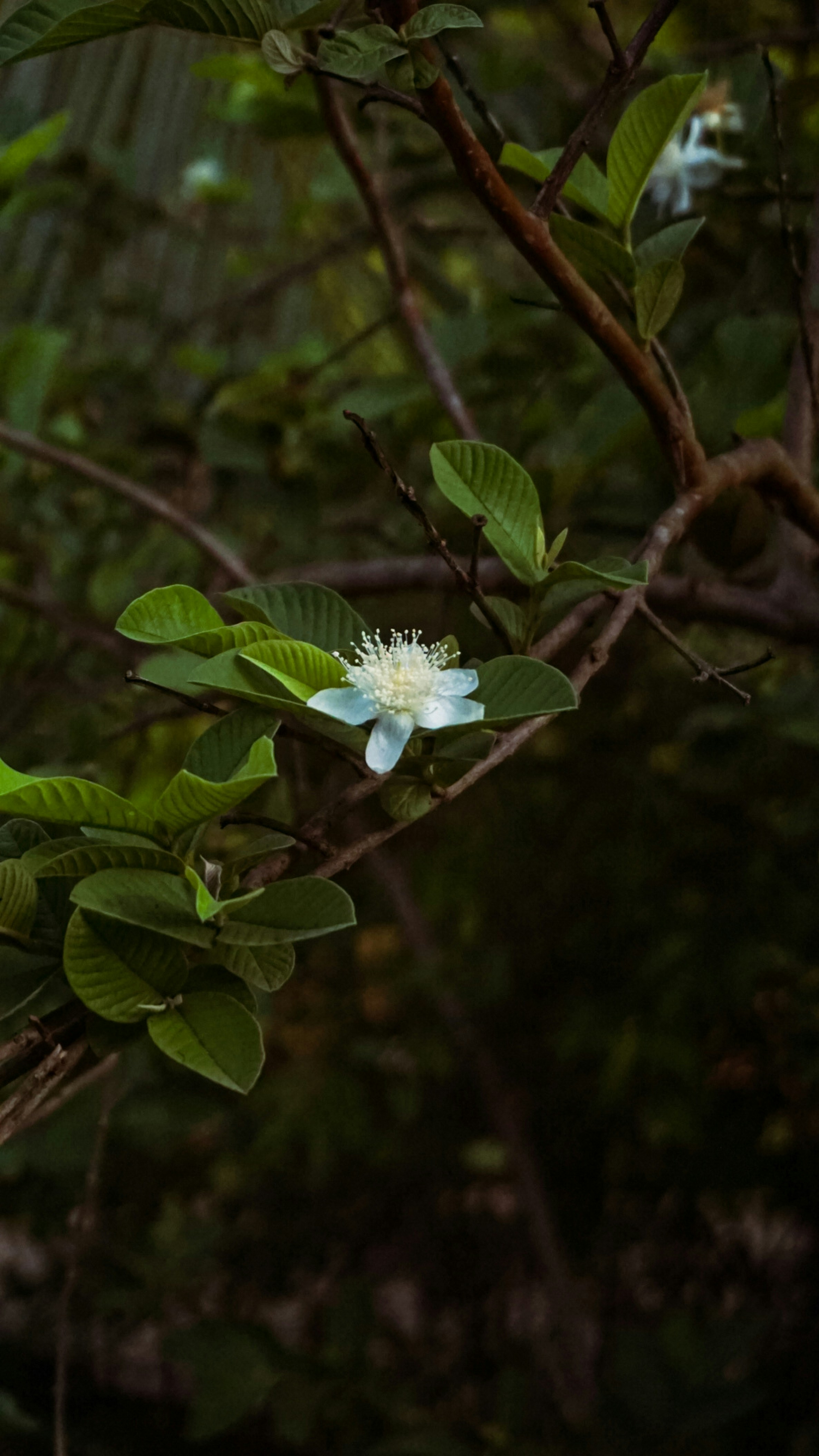Fiore di guava bianco su un ramo verde.