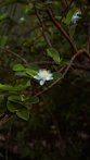 White guava flower on a green branch.