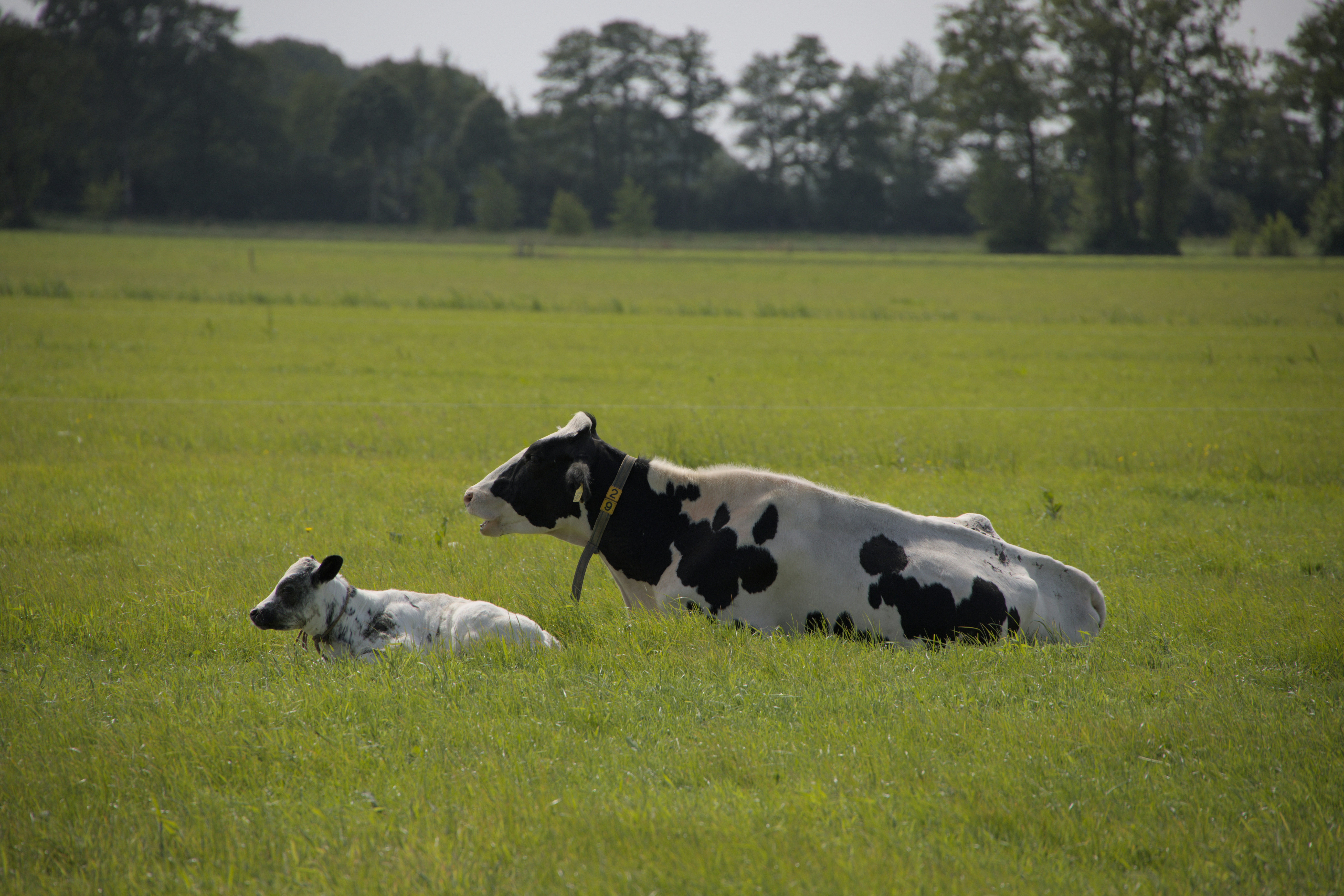 Afbeelding van Staphorst