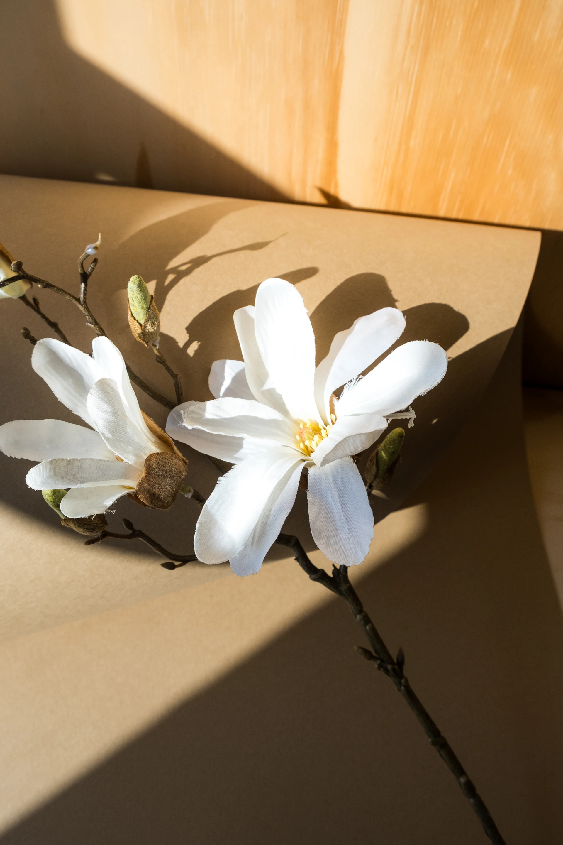 White magnolia blossoms in the sunlight.