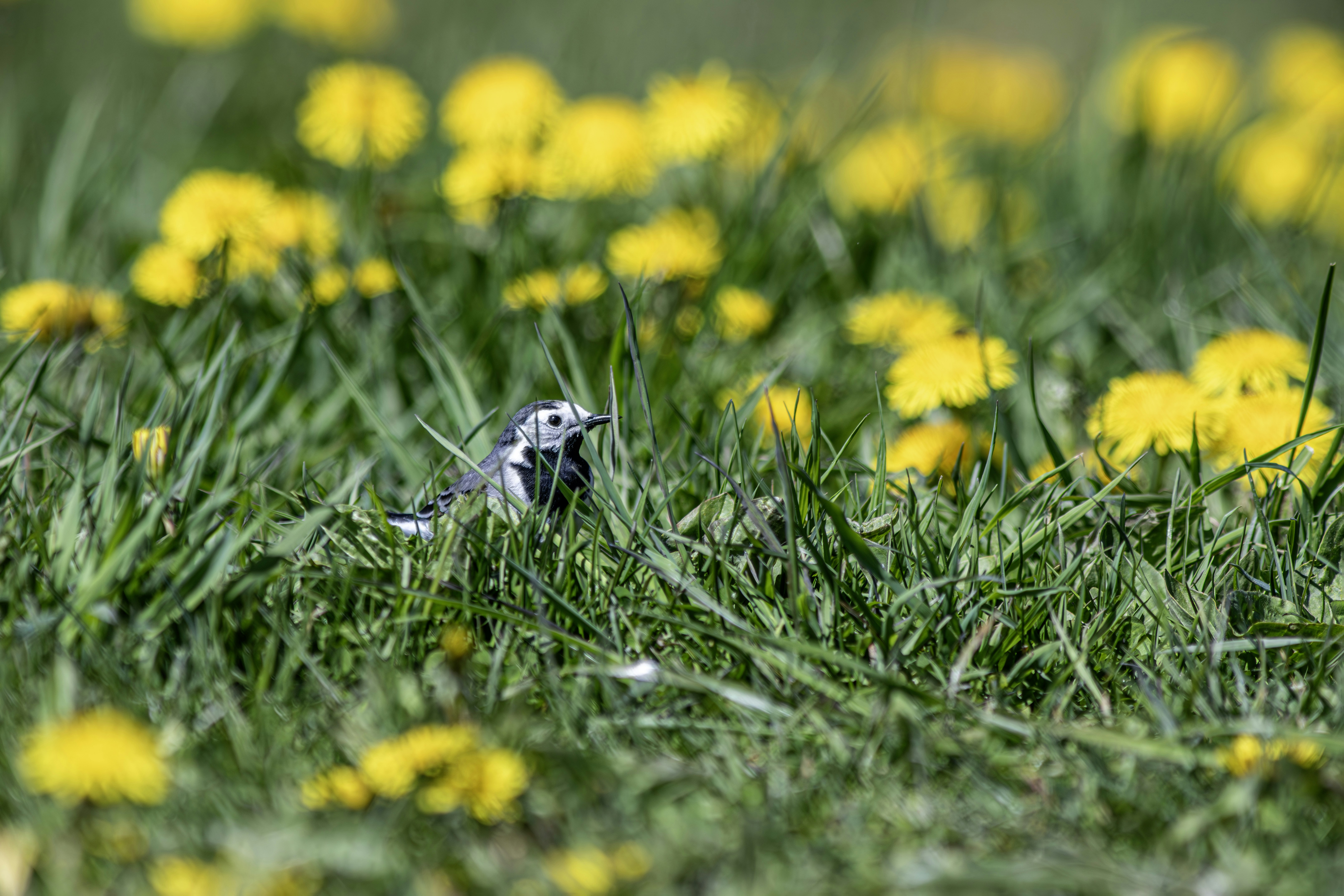 Photo by erik_karits