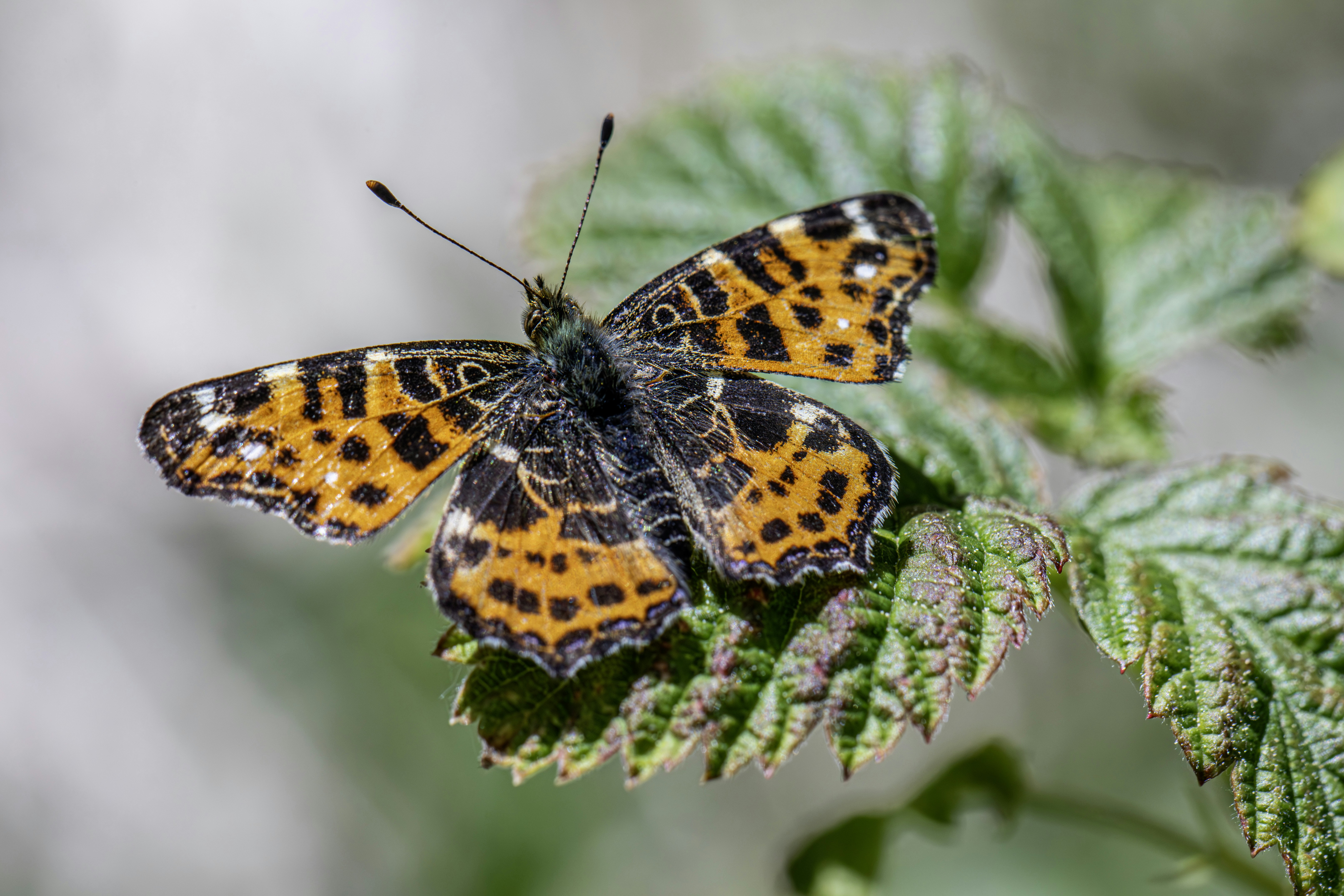 Photo by erik_karits