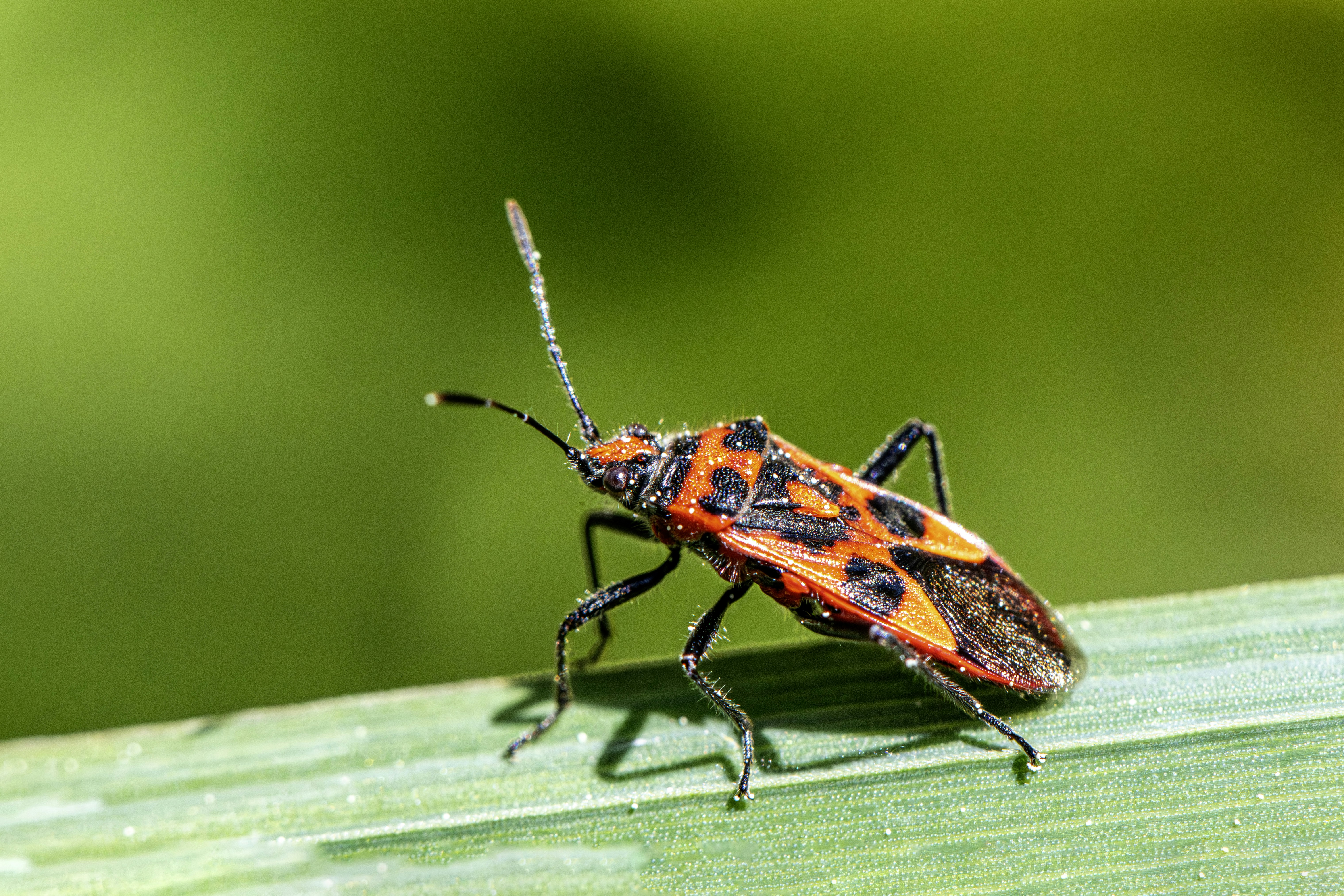 Um besouro vermelho com manchas pretas está em uma folha. foto – Imagem  grátis sobre Animal na Unsplash, image size:3000x2000