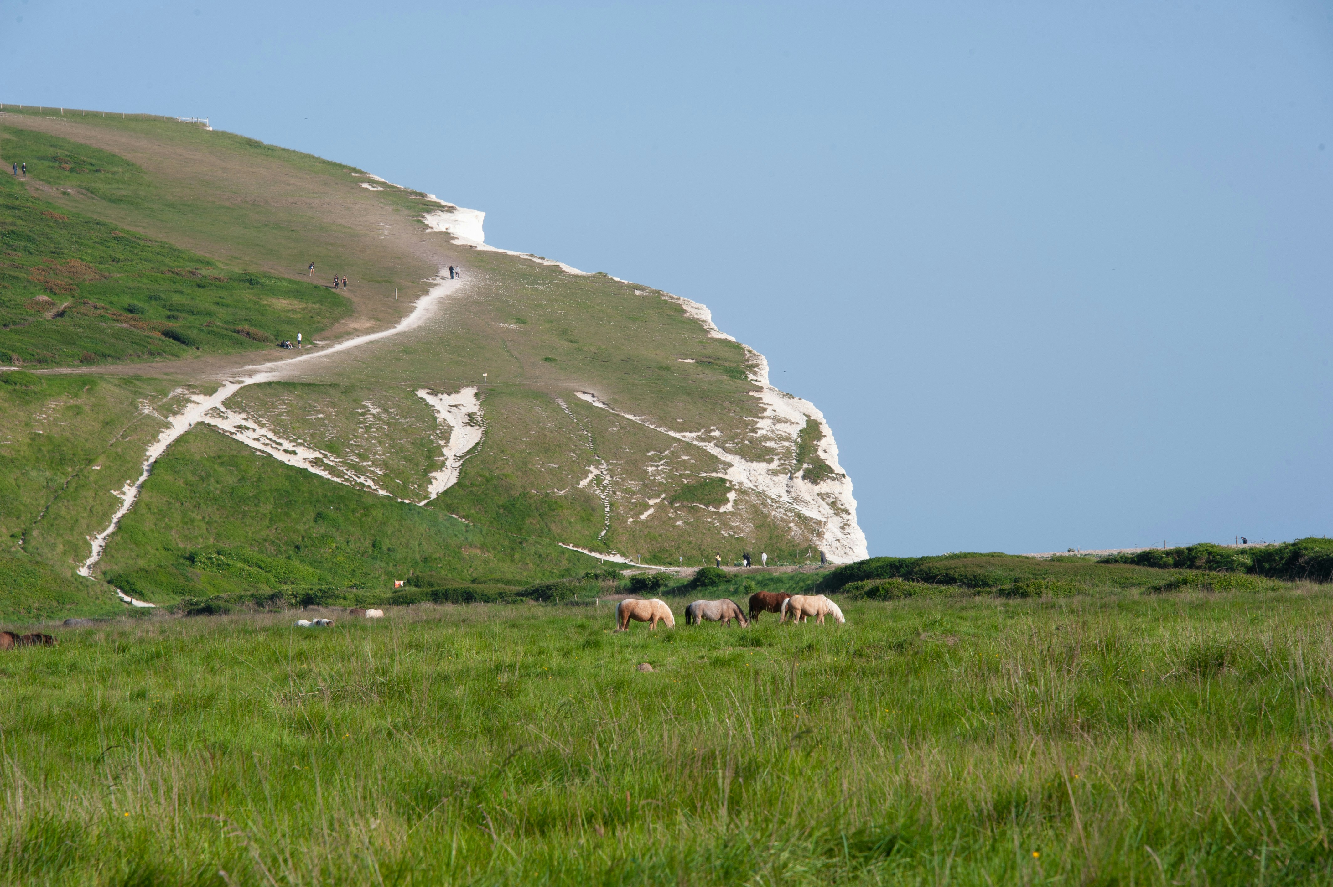 Sheep graze near a cliff overlooking the sea., 
